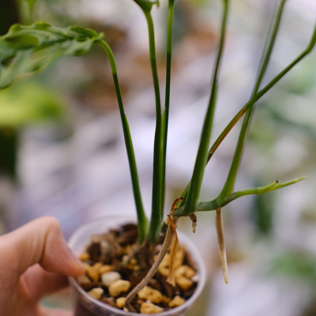 【実生】モンステラ オブリクア ペルー / Monstera Obliqua Peru⑩ / 観葉植物