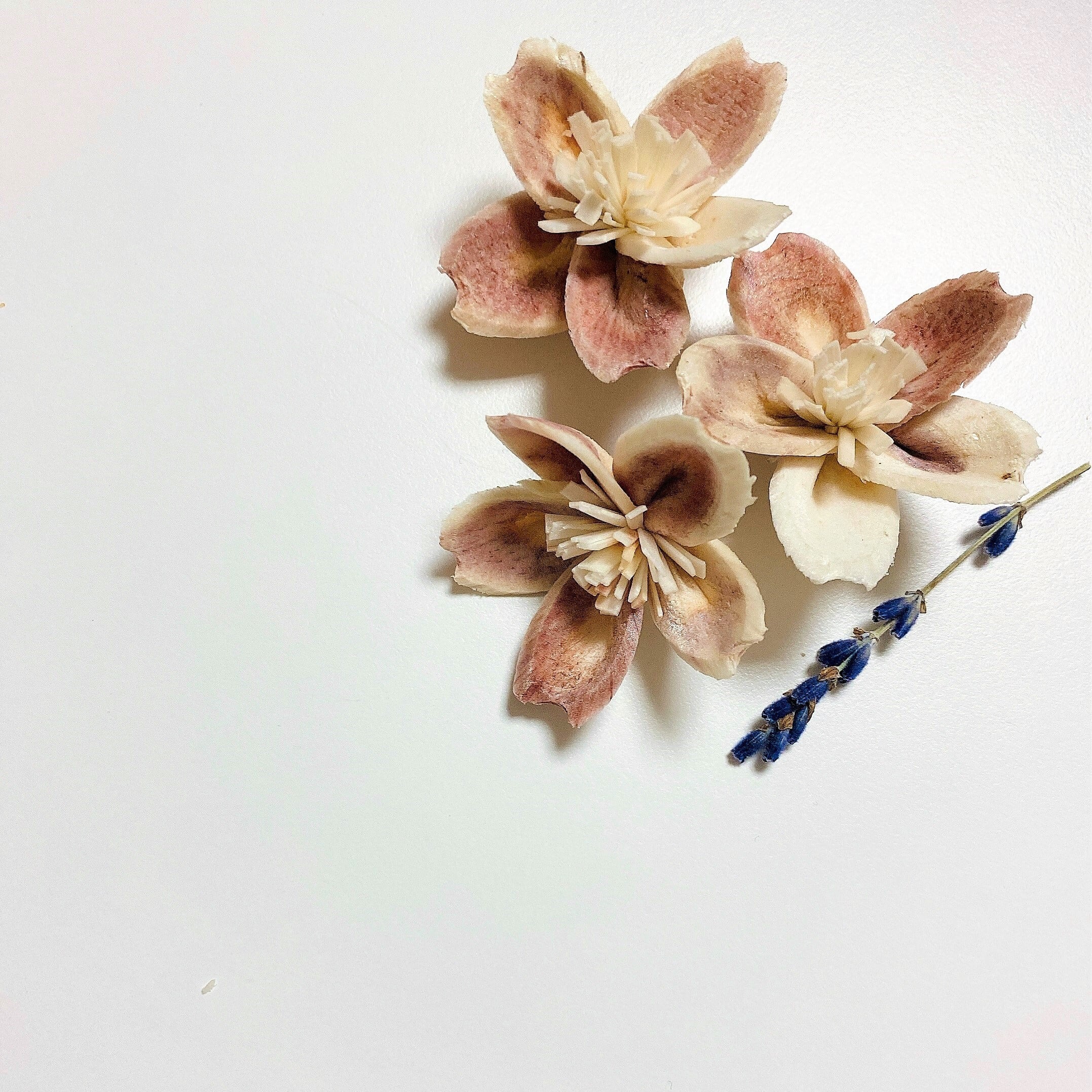 桜ドライフラワーインテリアボックス | Cerisier