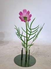 オーガンジー　ジャイアントフラワー　コスモス30cm　ピンク・ホワイト・グラデーションレッド