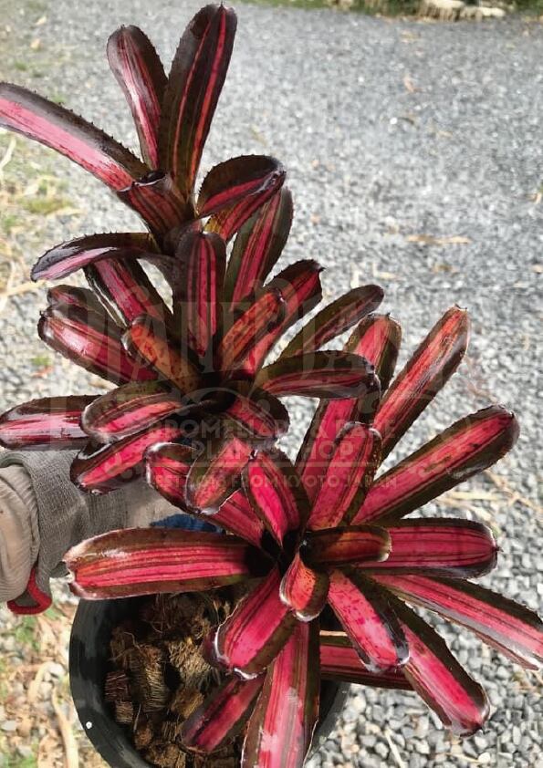 送料無料】Neoregelia 'Star Blast'〔ネオレゲリア〕現品発送N0122