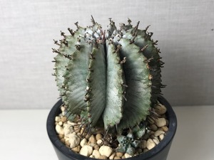 ユーフォルビア 白衣ホリダ