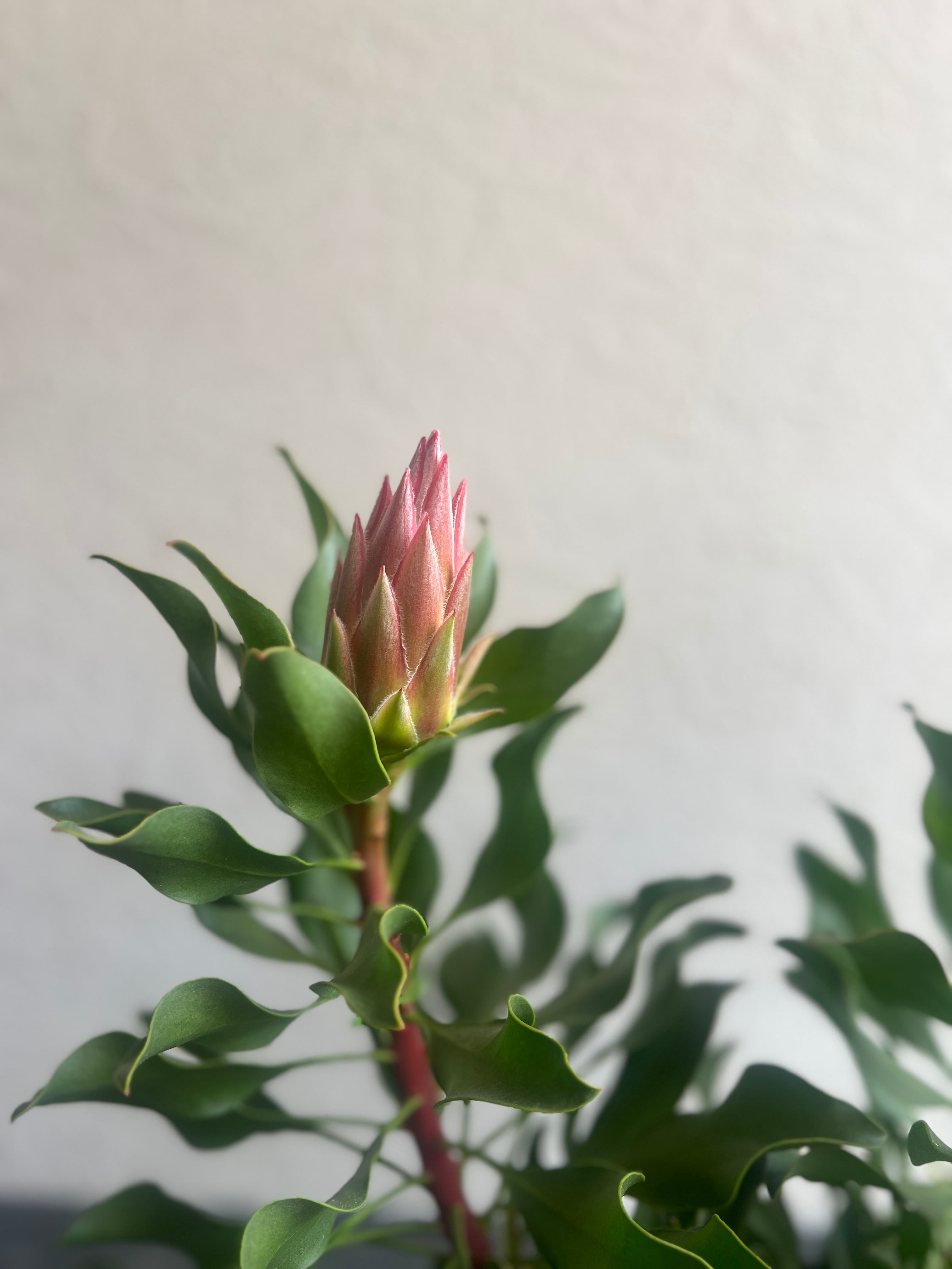 プロテア　オータムプリンス　5号 ザ・ファームセレクト]プロテア：オータムプリンス 5号鉢植え