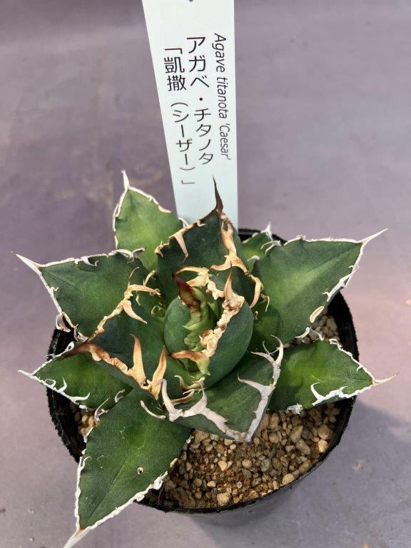 オアハカ現地実生 特選株【管理番号03】　発根済み オアハカ現地実生 特選株【管理番号03】 オアハカ現地実生 特選株