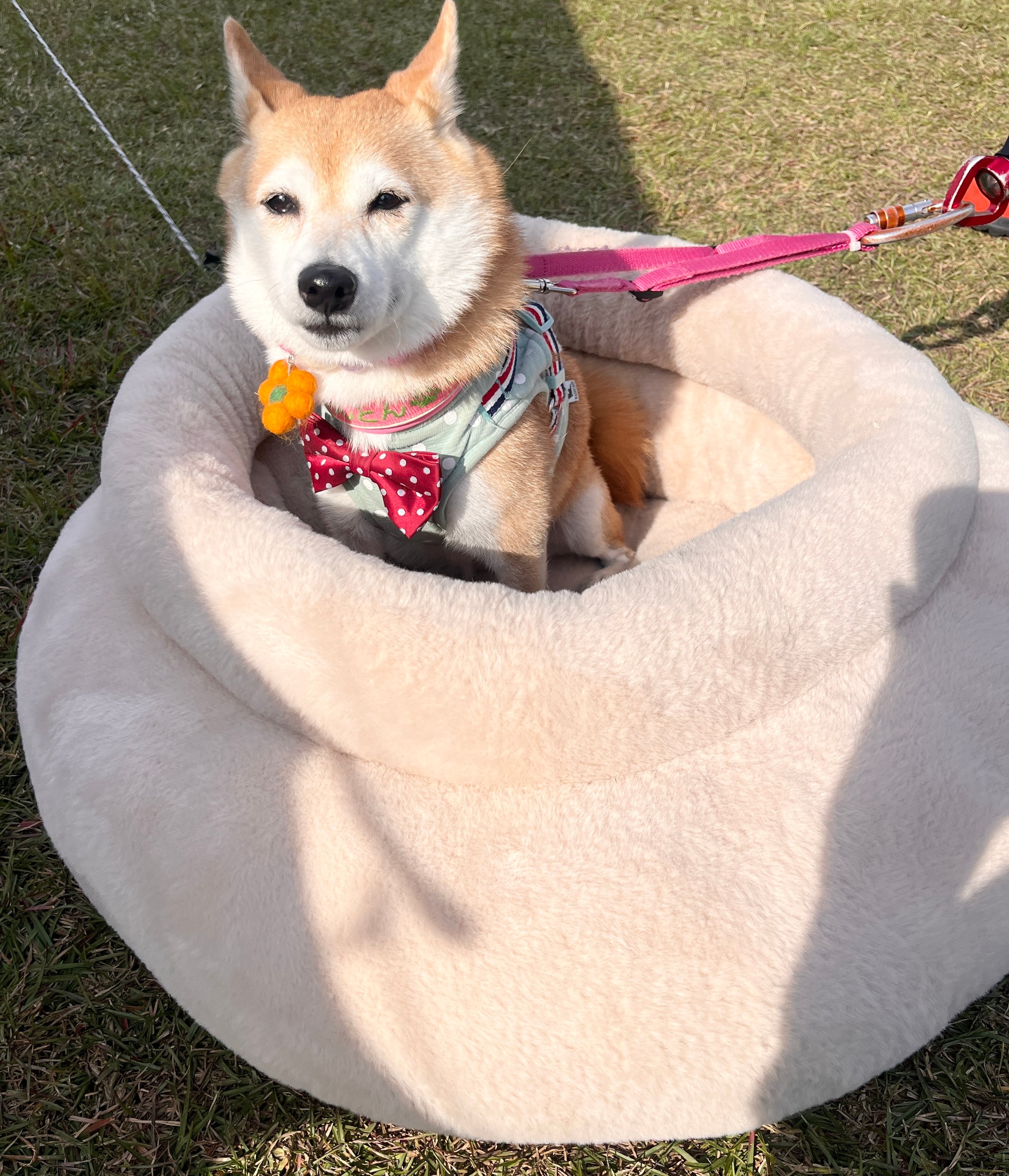 ボンネル　ベルポニーペット1959年販売　約63年前　ほぼ新品　犬ぬいぐるみ 33711605db3478bc568cbbb2492d15