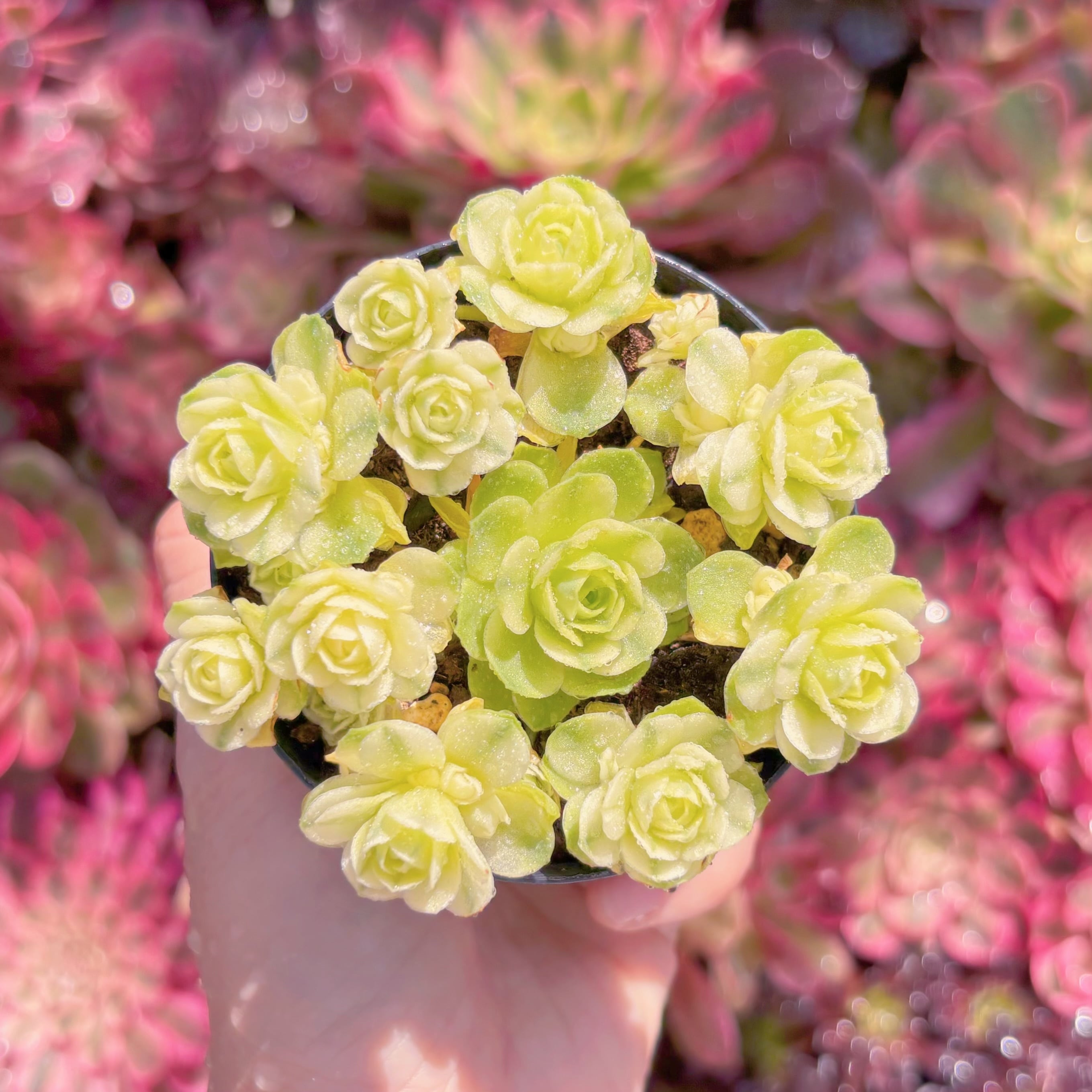 現品　キャッツアイ錦#768　群生　新入荷　るる農園