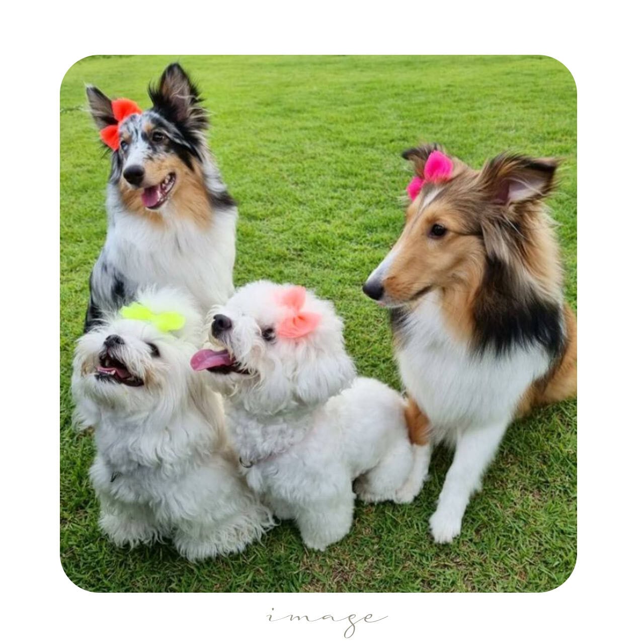 I love it＊Sweet＿リボン＊it-no10（スウィーティー シフォン 犬