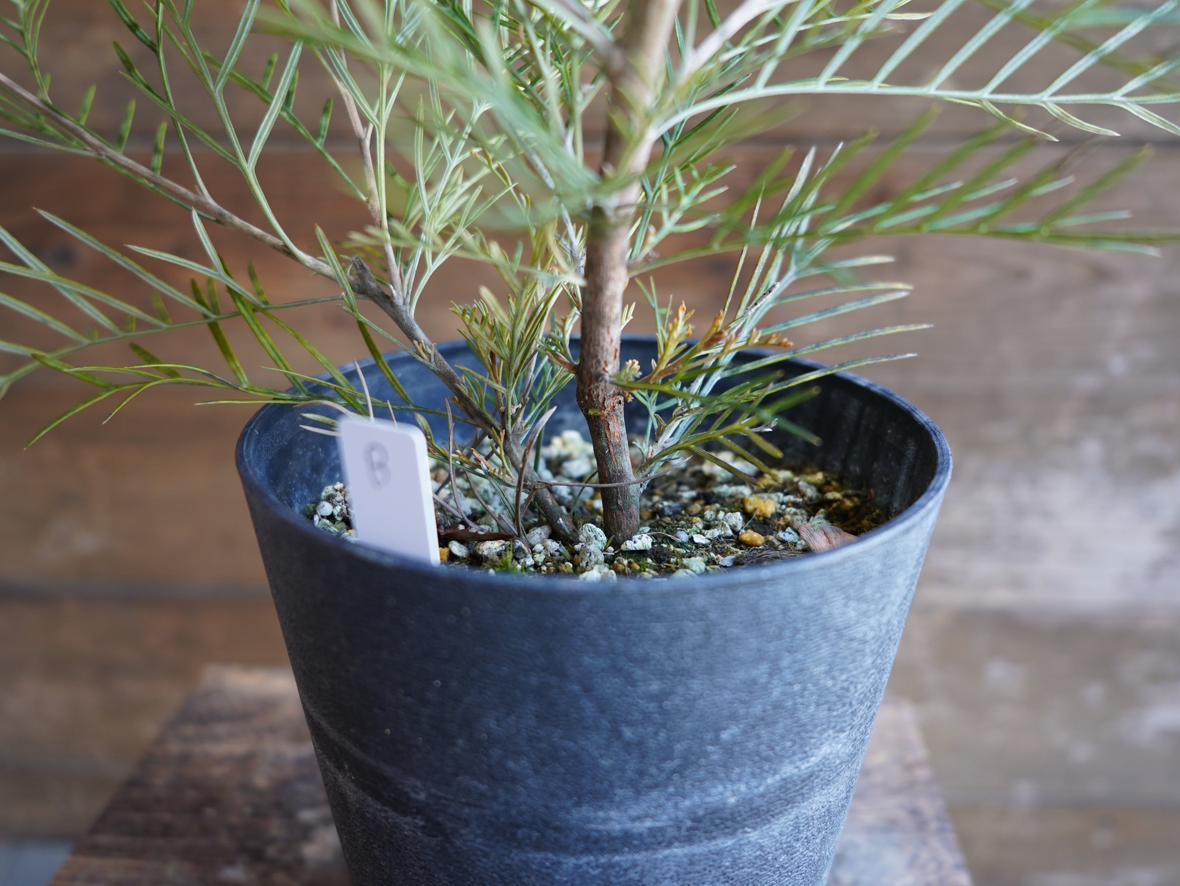 【現物】グレビレア ”アイボリーホイップ” B