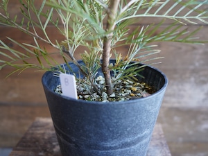 【現物】グレビレア ”アイボリーホイップ” B