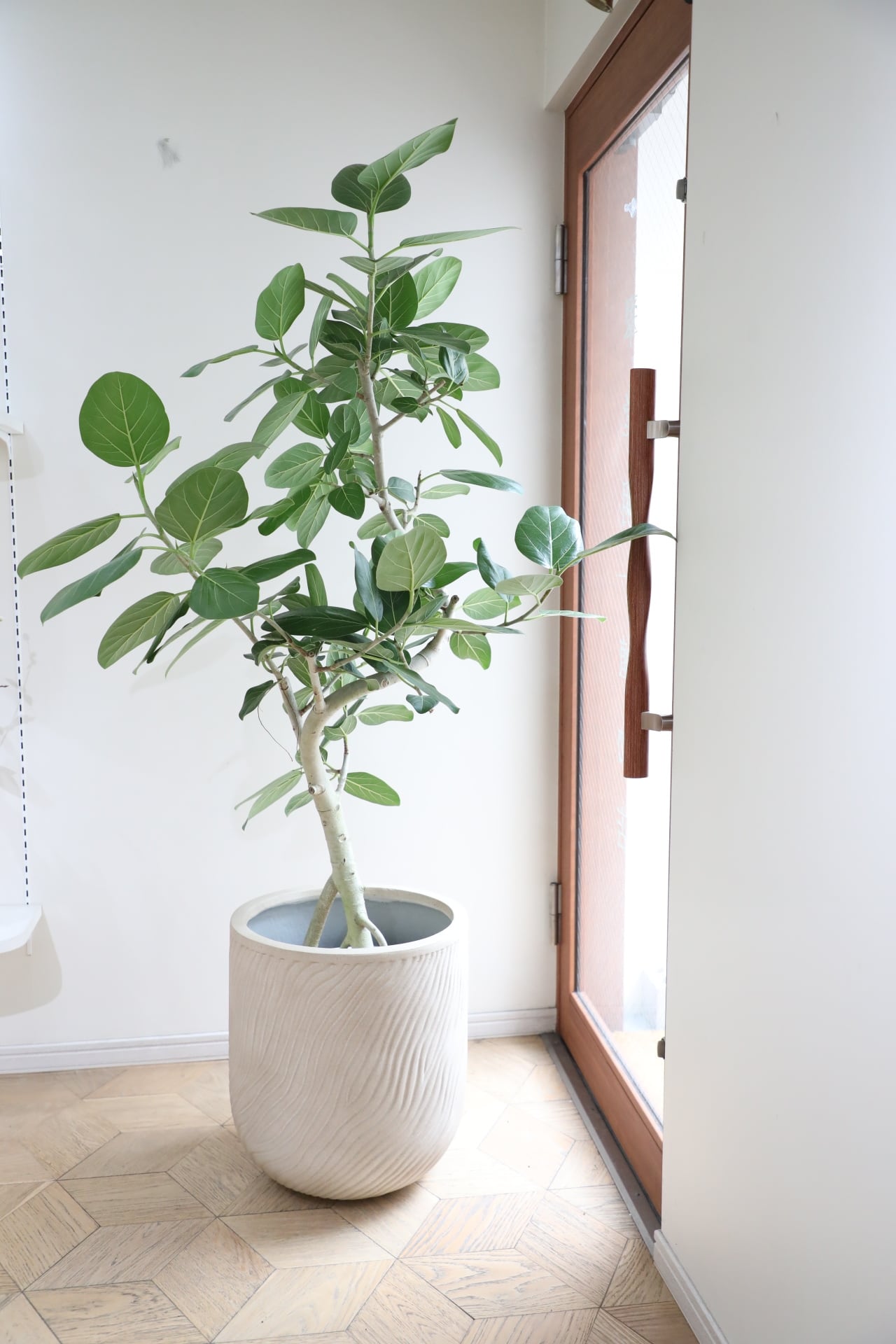 L/165cm】フィカス ベンガレンシス/Ficus benghalensis ※陶器鉢カバー