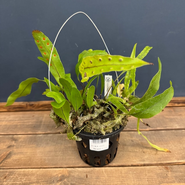 【伊藤蟻】Lecanopteris sinuosa【397】 【伊藤蟻】Lecanopteris sinuosa【397】