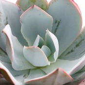 カット苗 カンテ 10cm超 大株 Echeveria cante