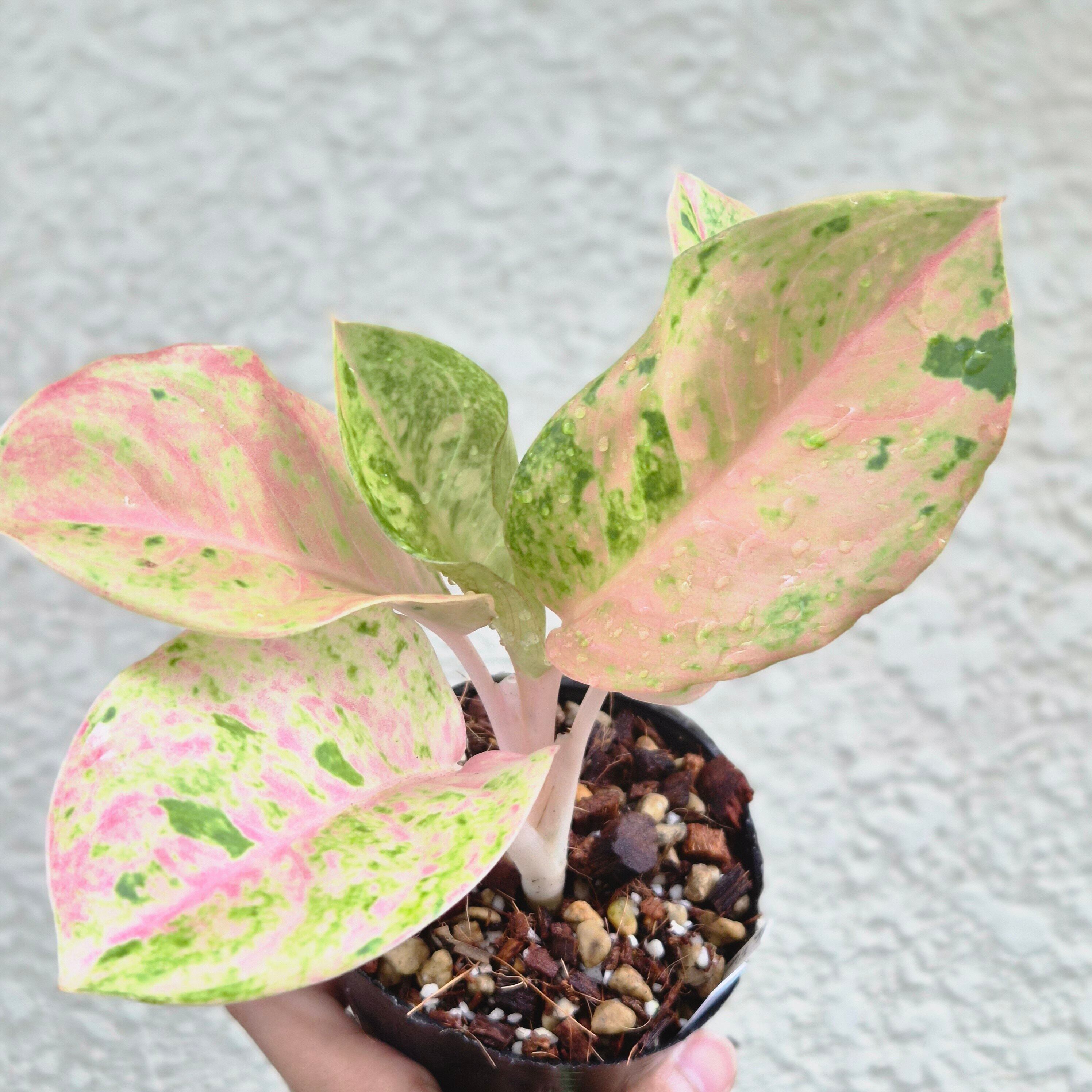 ⑫《Aglaonema Kamlai Thong》アグラオネマ カムライトーン 観葉植物 / レッドリーフ/ポット発送