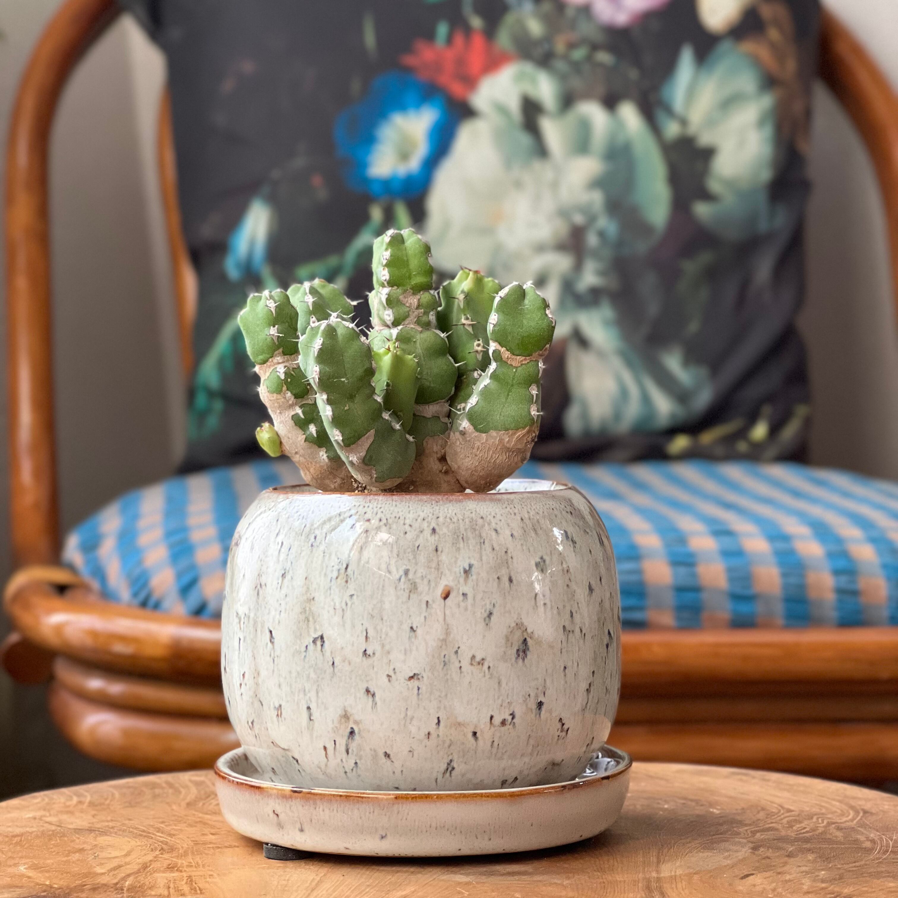 【特大・プロレス株！！！】ユーフォルビア・オベサ② 特大・プロレス株！！！】ユーフォルビア・オベサ②