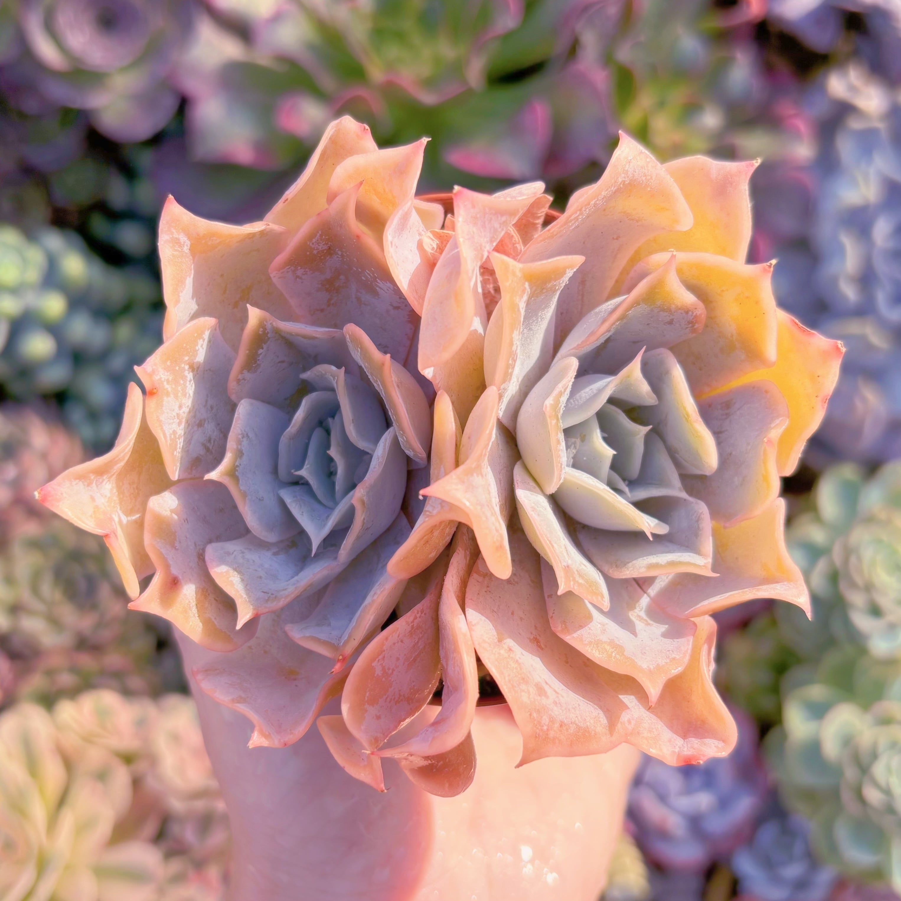 現品　クジラ#651　るる農園