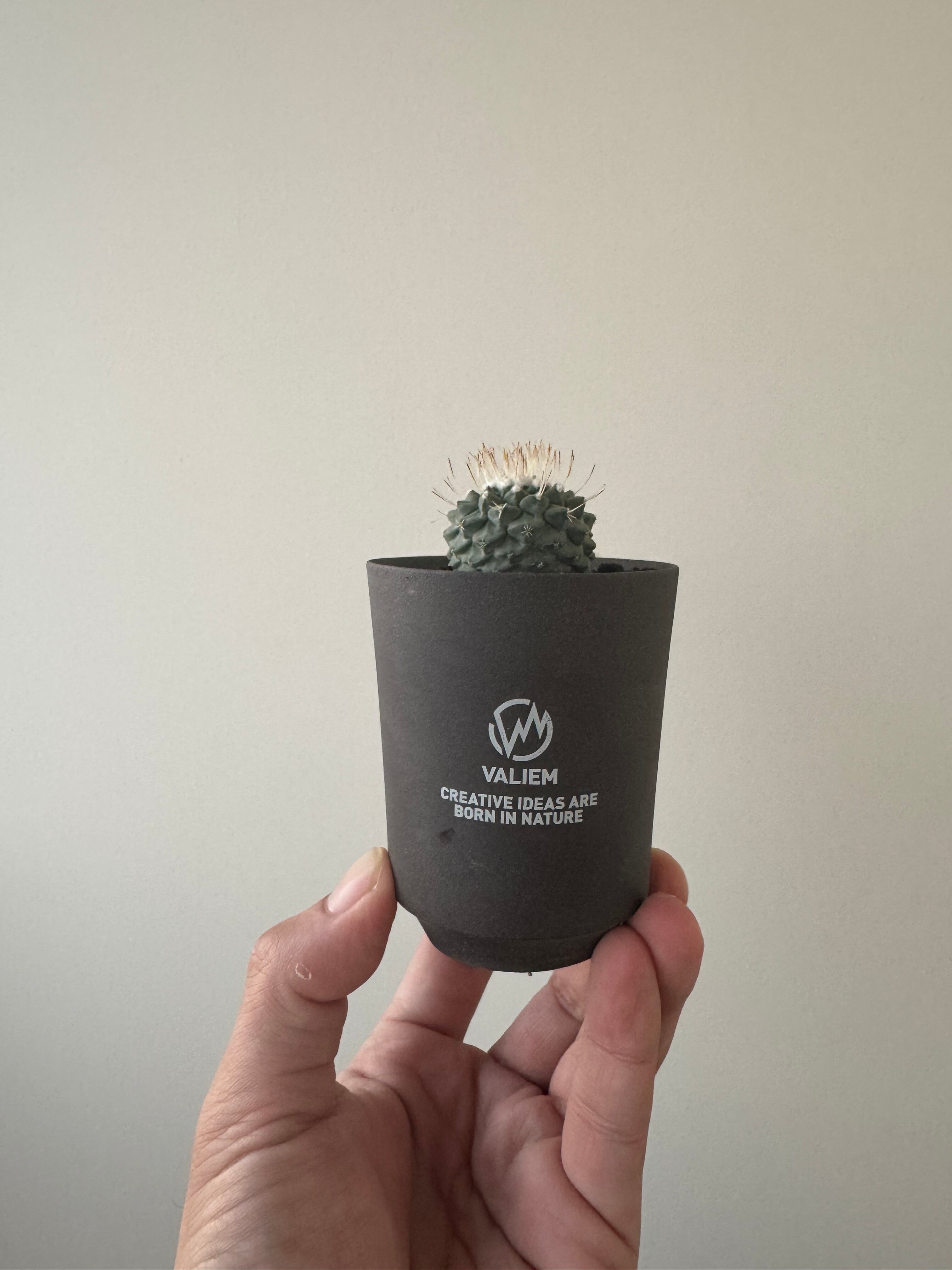 【新着】Strombocactus disciformis ×VALIEM GHOST【俺の菊水】ストロンボカクタス