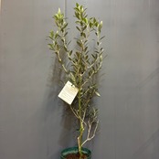 【新着3日限定10%OFF】オリーブ　セント　キャサリン【218】