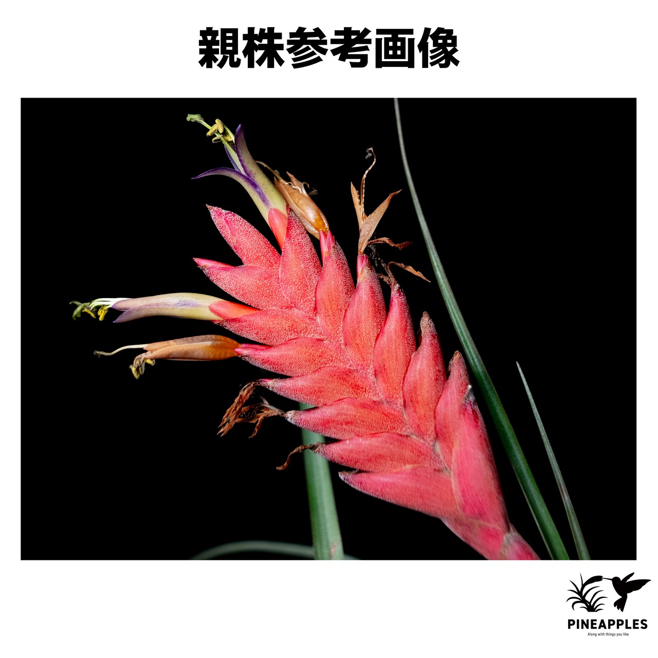 Tillandsia barclayana var. minor 【現品】 - 2