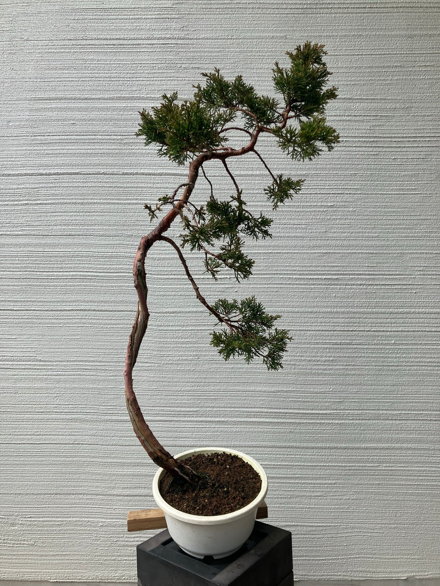 MOKU BONSAI