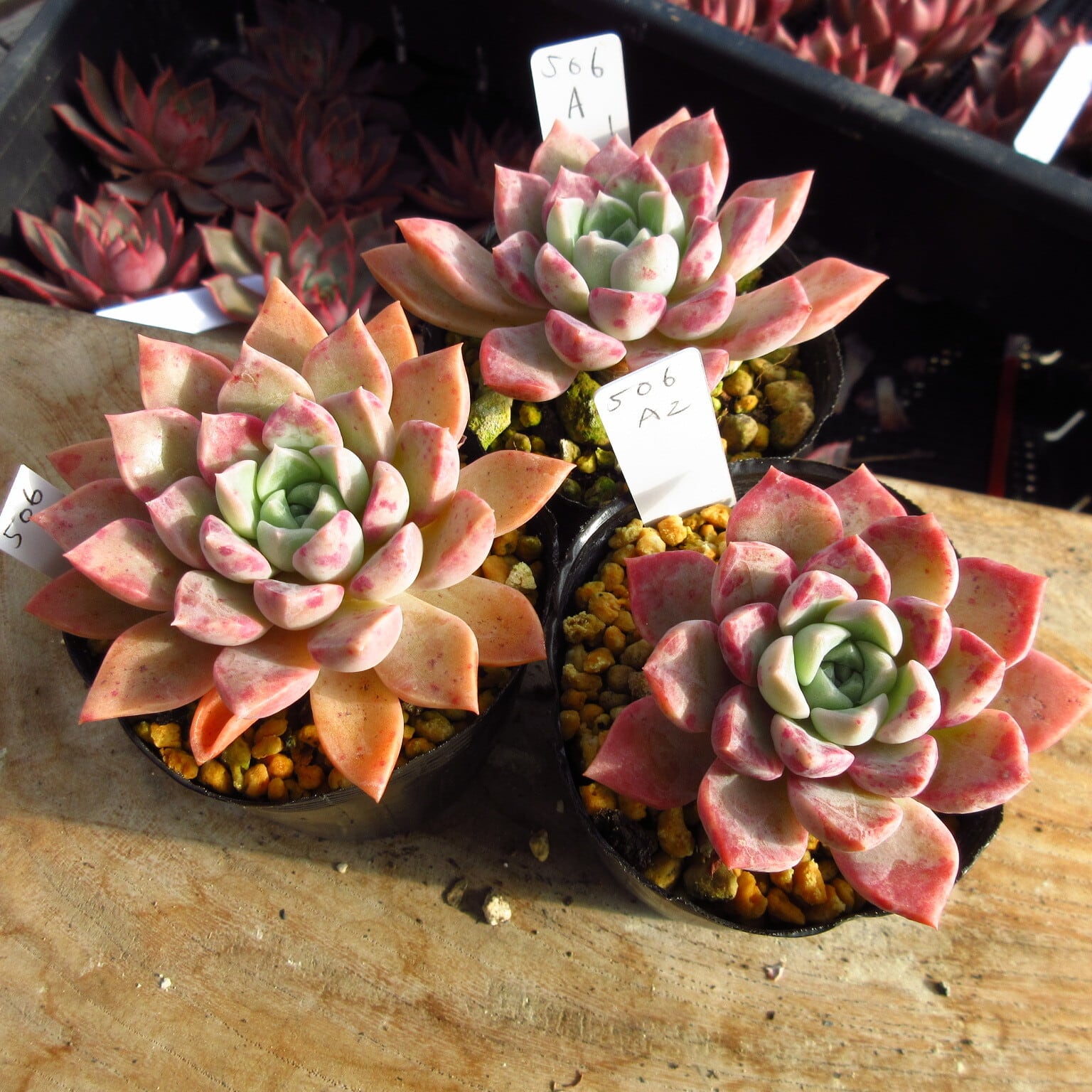 多肉植物　美斑❦七福美尼錦　抜き苗 多肉植物 美斑❦七福美尼錦 抜き苗 - メルカリ