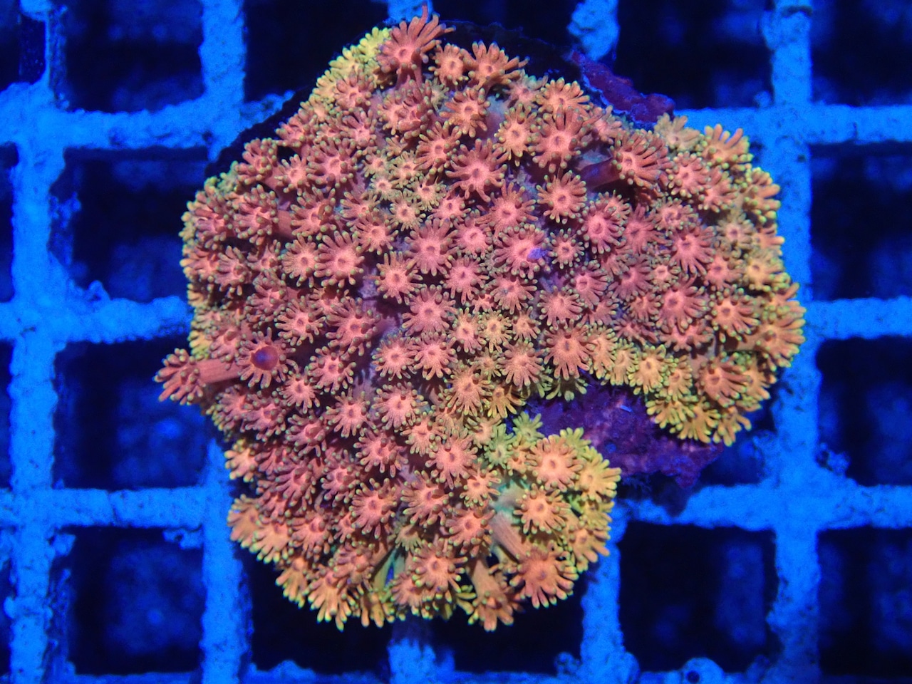 Goniopora FromMakassar