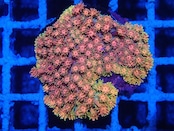 Goniopora FromMakassar