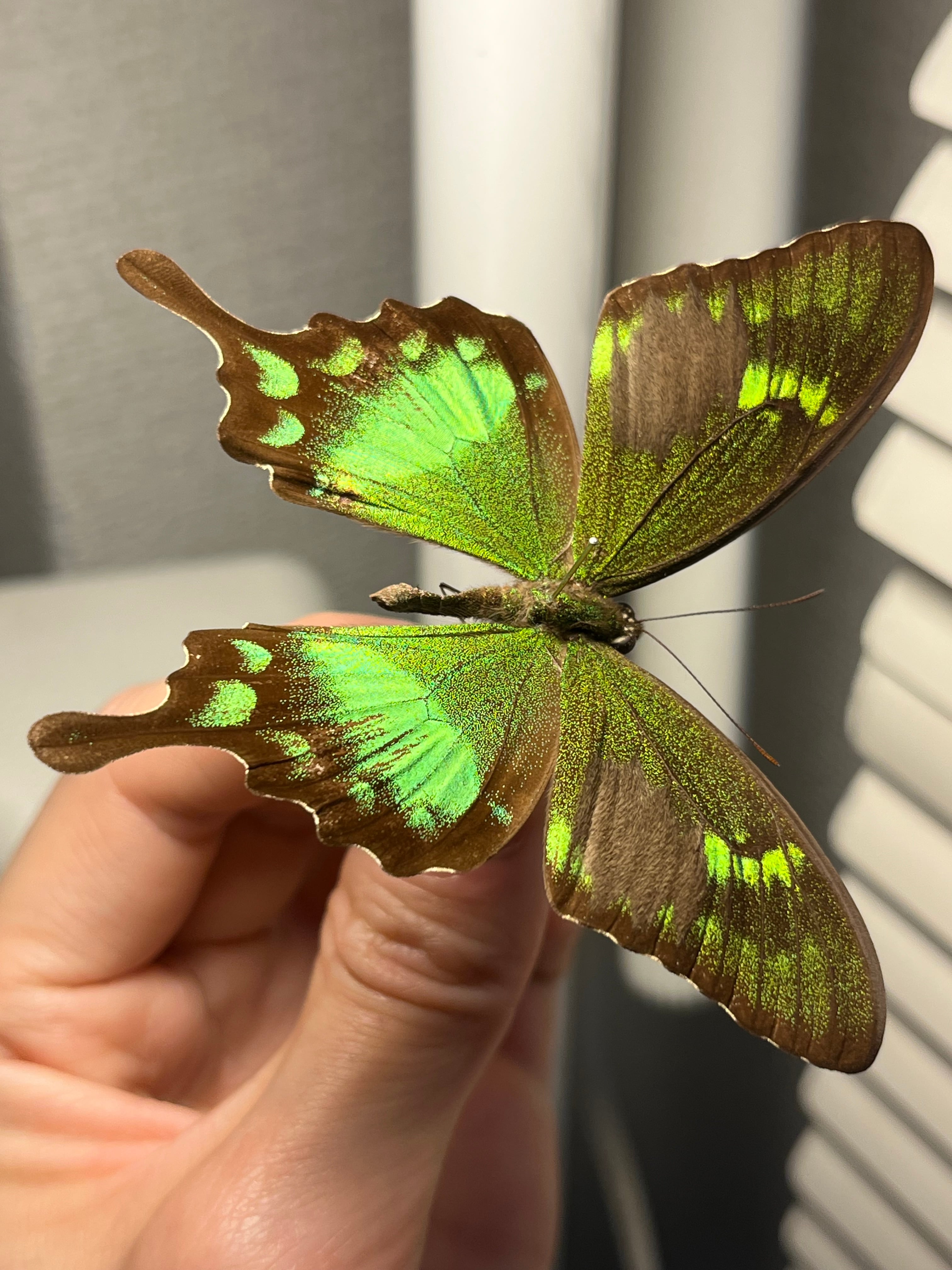 二色展開】スンバアオネアゲハ Papilio 外国産蝶標本 ルリモンアゲハ