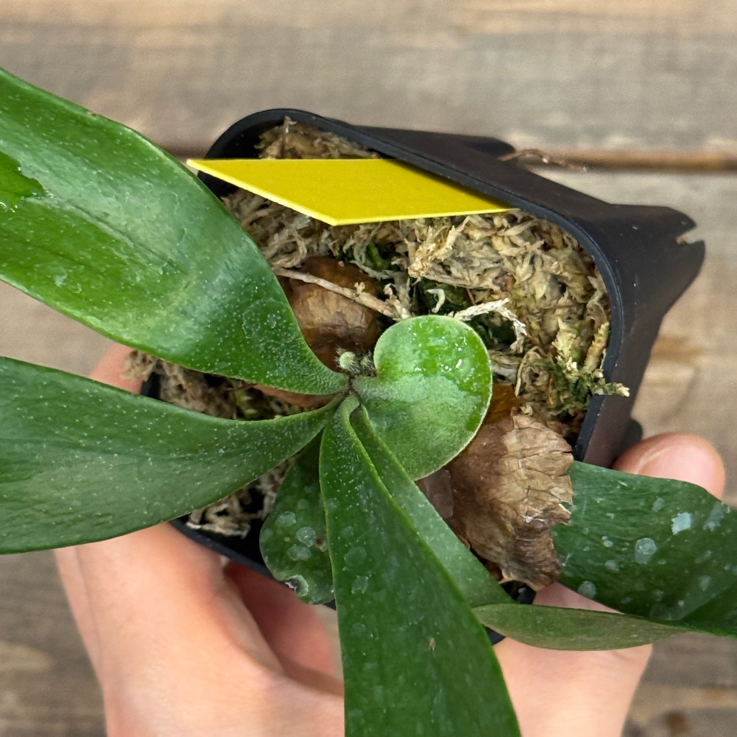 ビカクシダ Platycerium Moose(hillii × alcicorne)【357