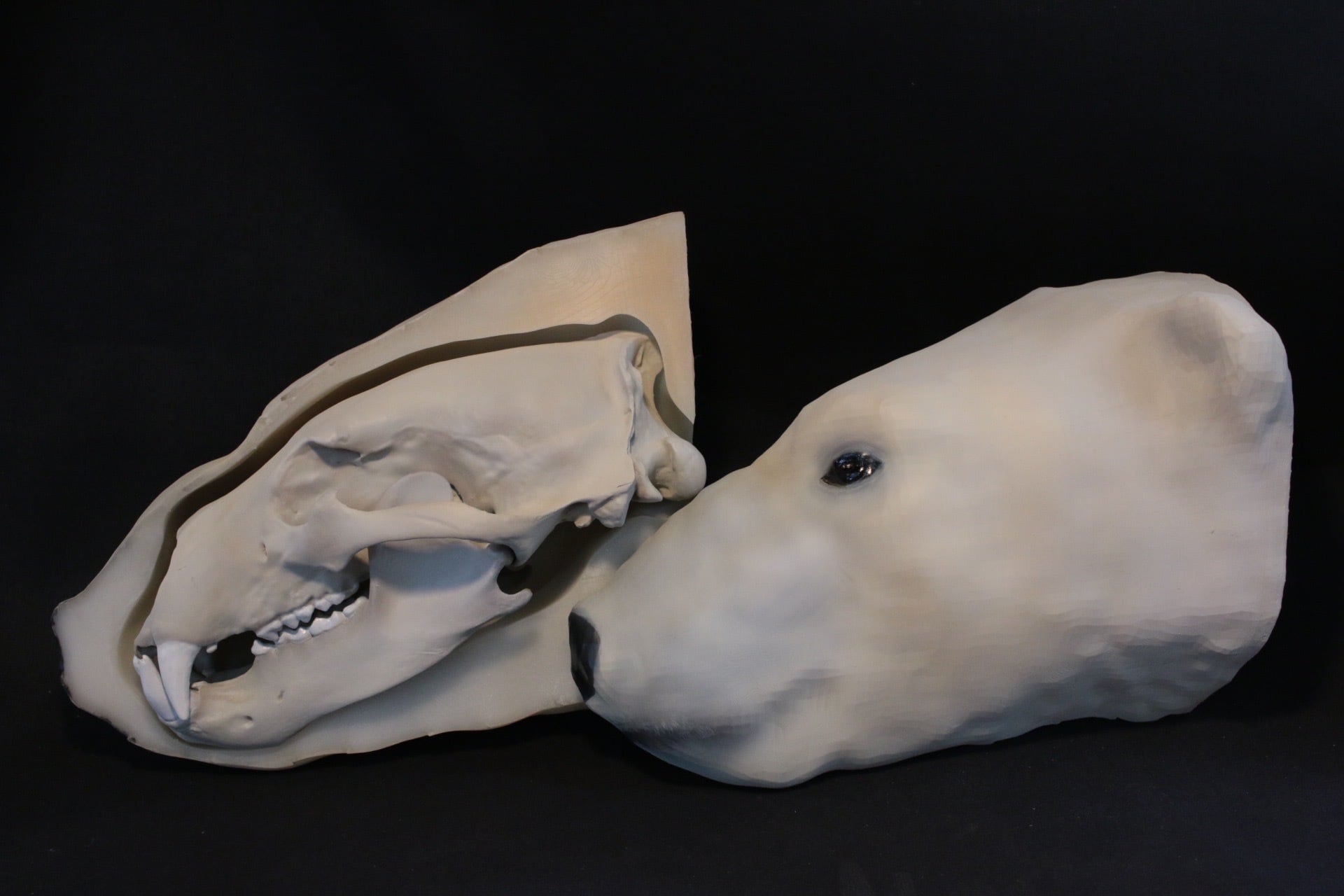 頭部 ホッキョクグマ「簡単解剖モデルシリーズ」 | アンフィ合同会社 