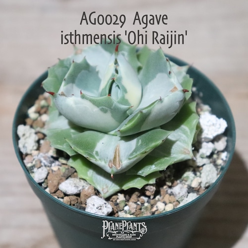 【送料無料】Agave isthmensis 'Ohi Raijin'〔アガベ〕現品発送AG0028