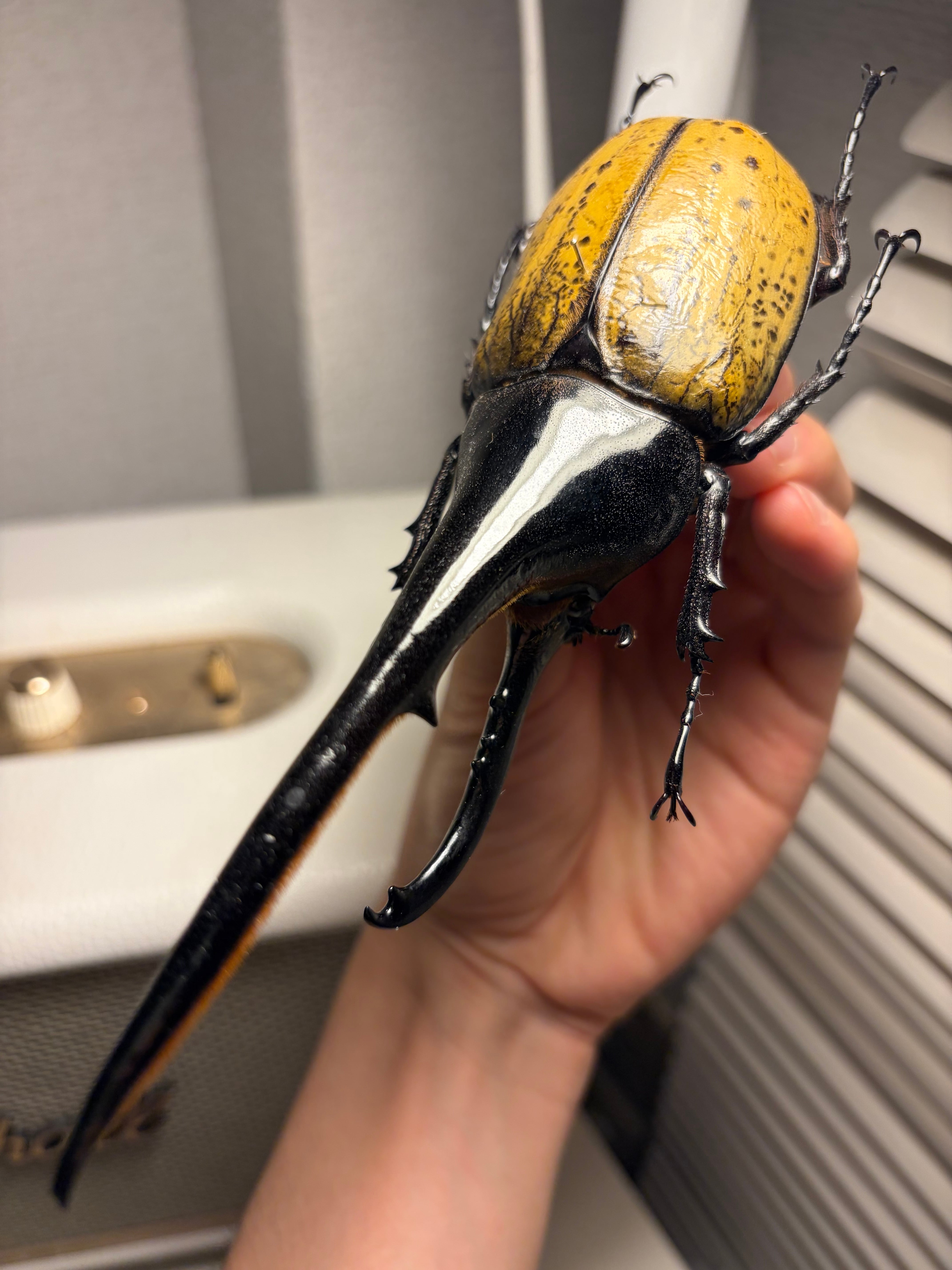 珍品タコゾウムシ　標本　昆虫標本 標本 | オモニキチュウ
