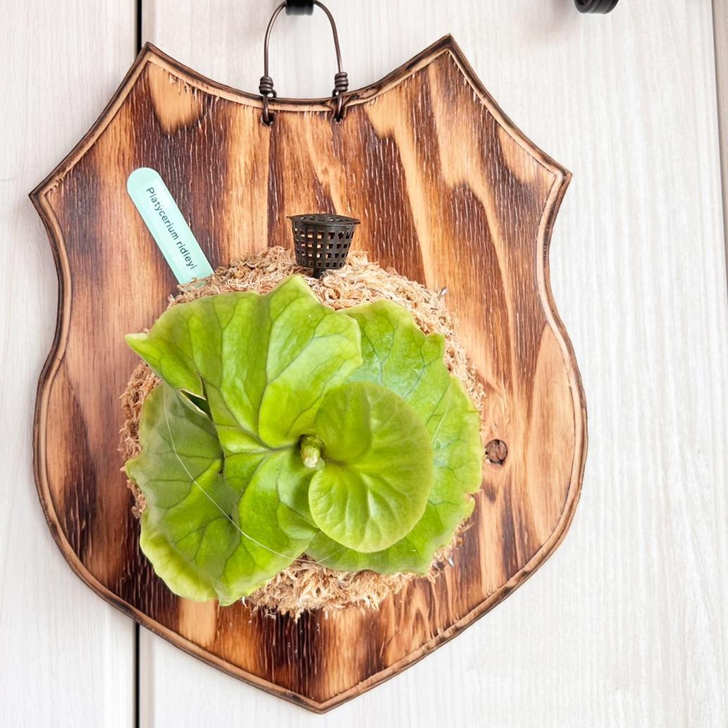 リドレイ板付 NO.284 ビカクシダ 【公式通販】