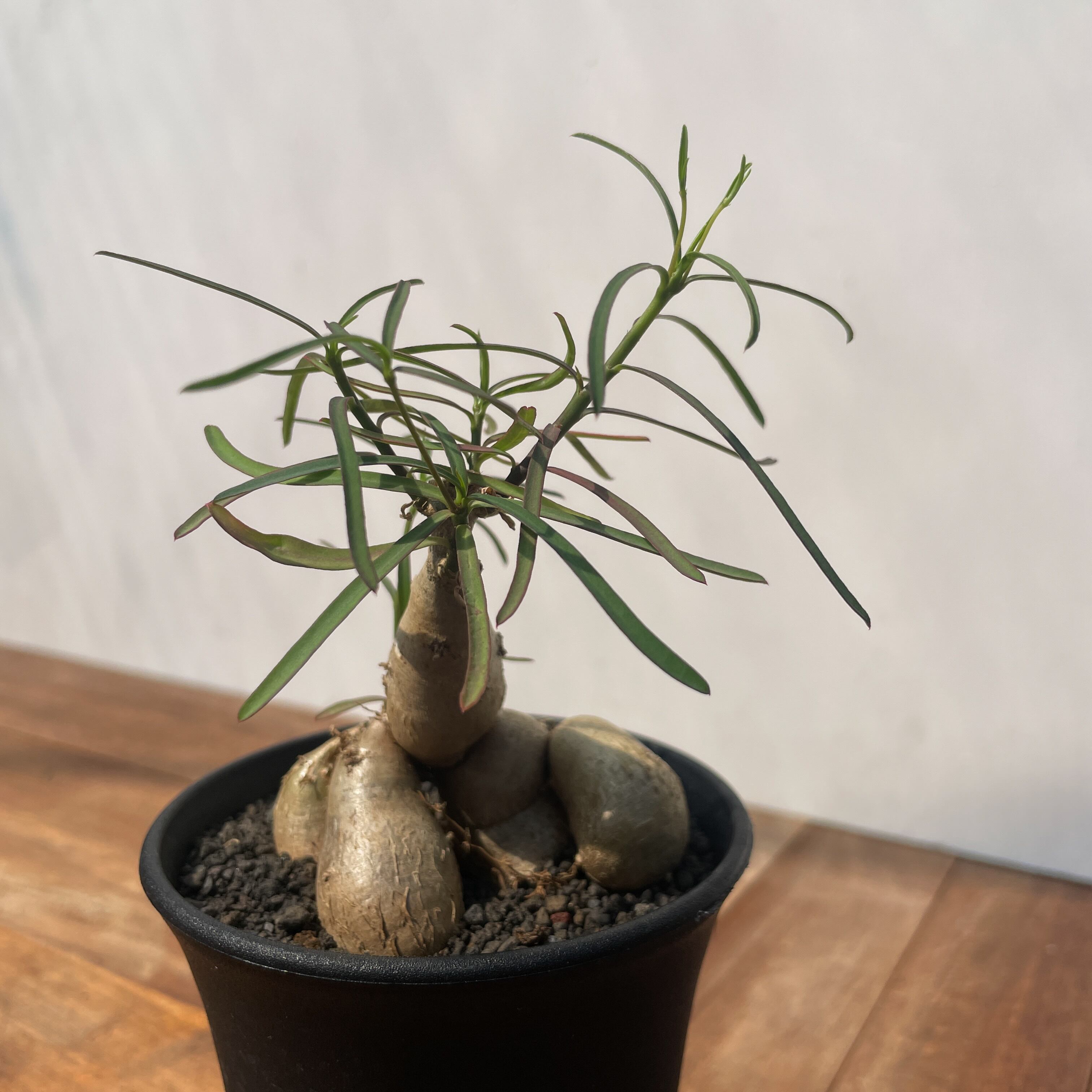 ユーフォルビア・ヘディオトイデス コーデックス 塊根 Euphorbia