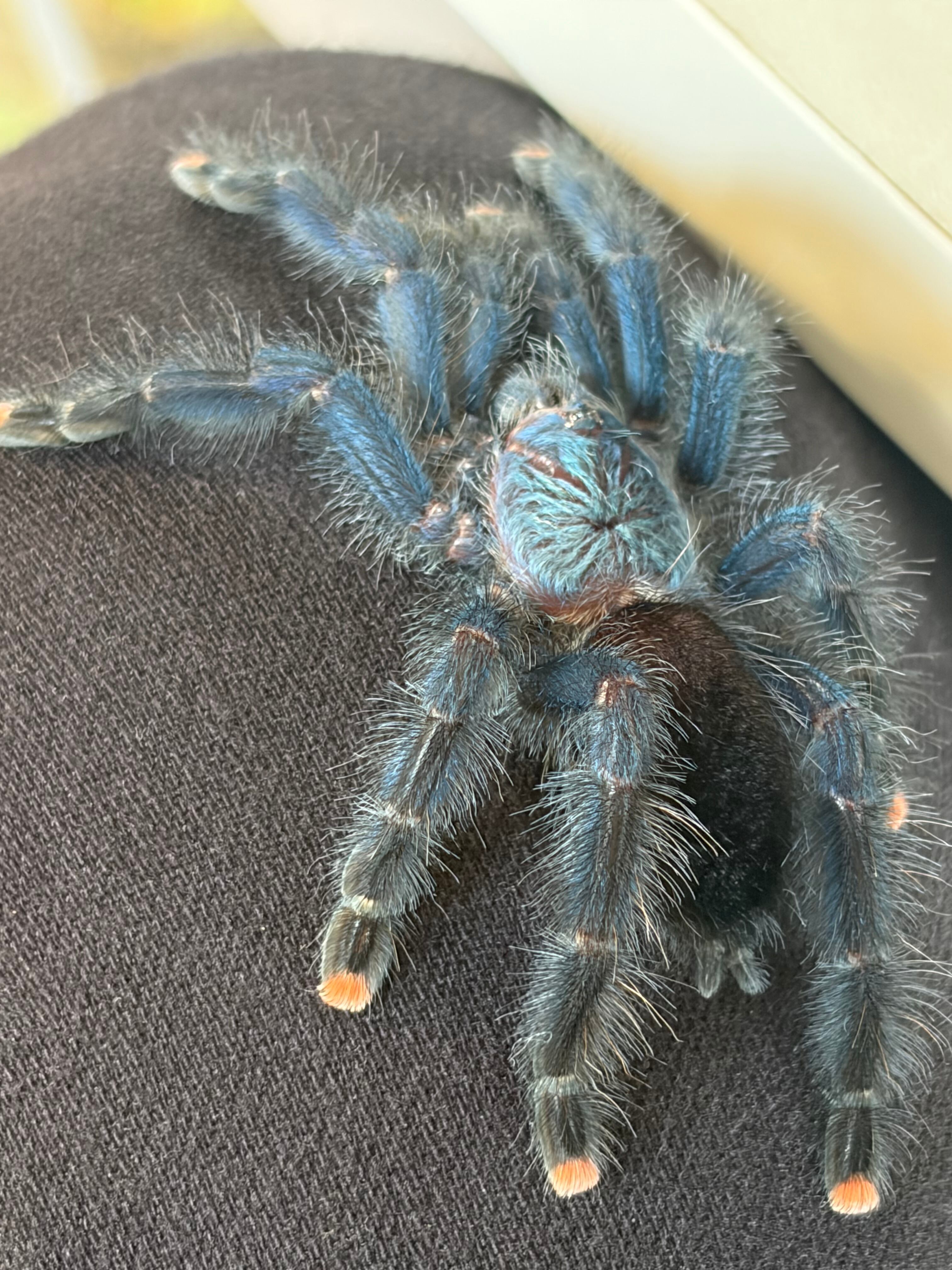 多分♀】ブラジリアンブルーピンクトゥタランチュラ ツリースパイダー 多分♀】ブラジリアンブルーピンクトゥタランチュラ ツリースパイダー