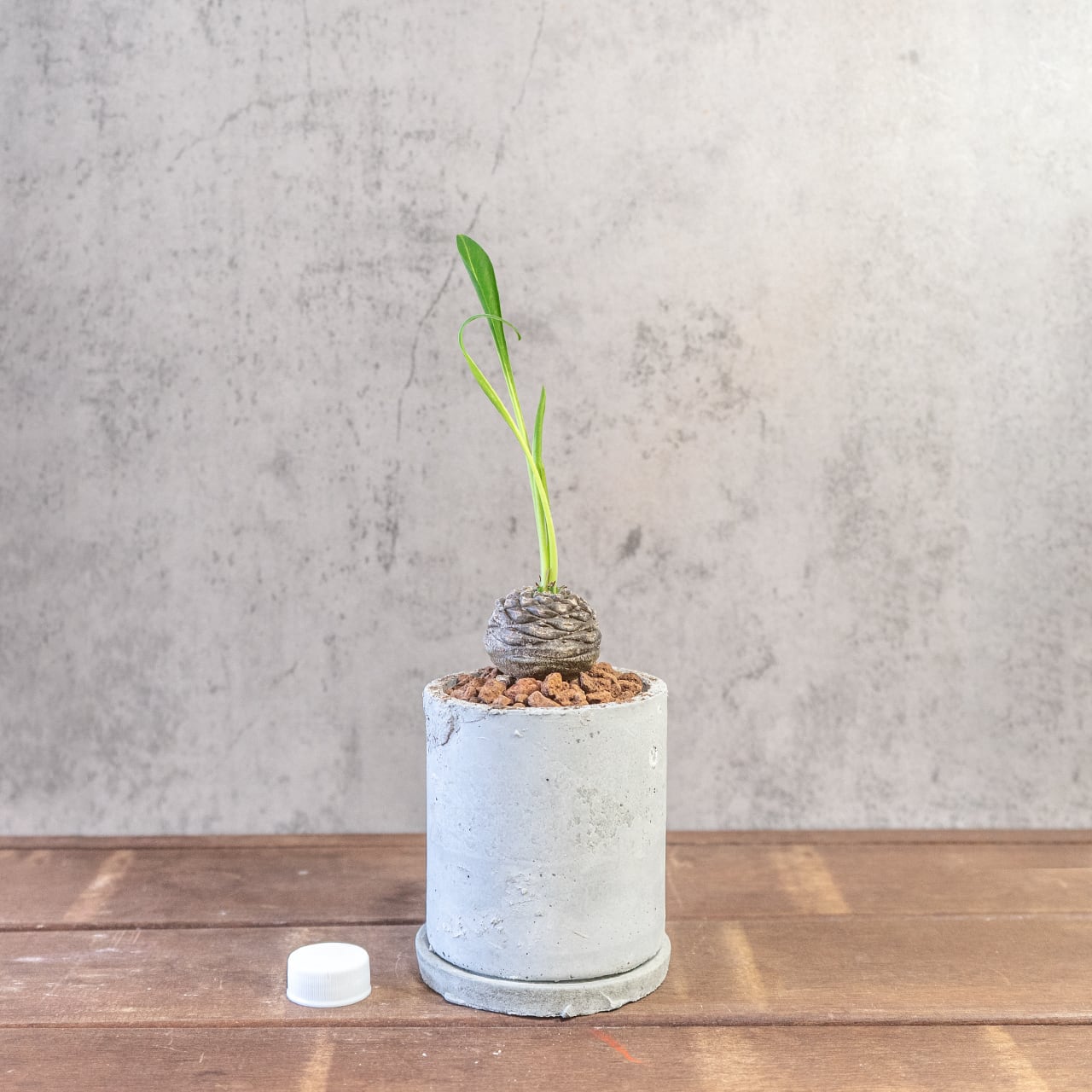 ユーフォルビア 鉄鋼丸 一株ごとの厳選仕入れ 塊根植物 幾何学的な鱗模様が美しい塊根部と新緑のコントラスト 観葉植物 ギフト おすすめ|虫発生抑制