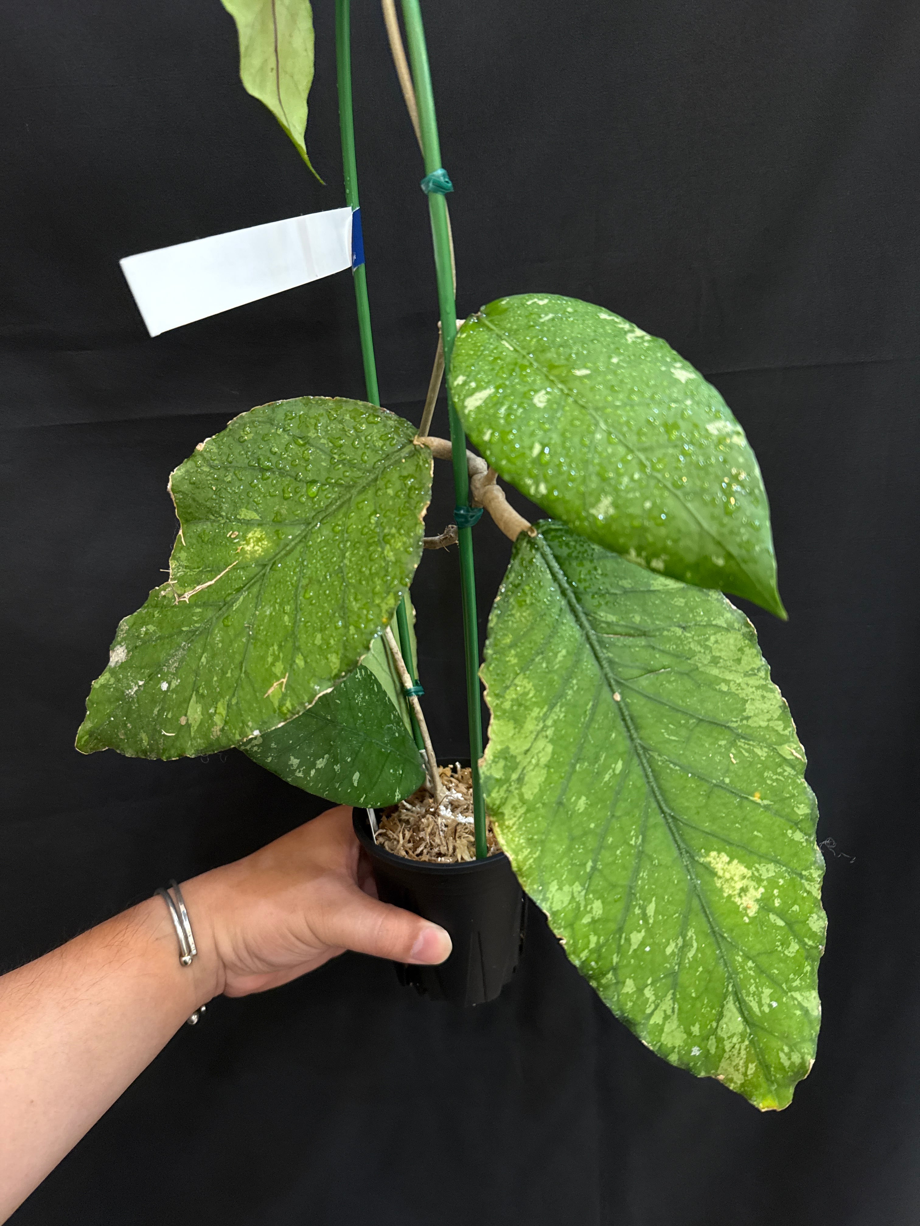 斑入り植物(バリエガータ・錦) | Gardenえん 【観葉熱帯植物】