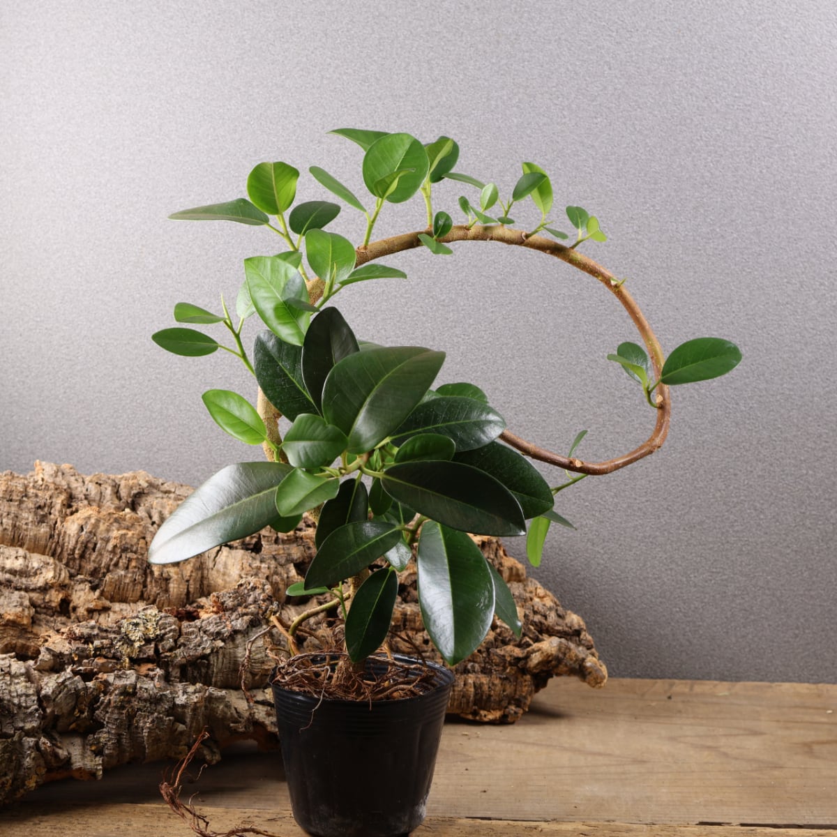 MARX PLANTS | 観葉植物・多肉植物・塊根植物