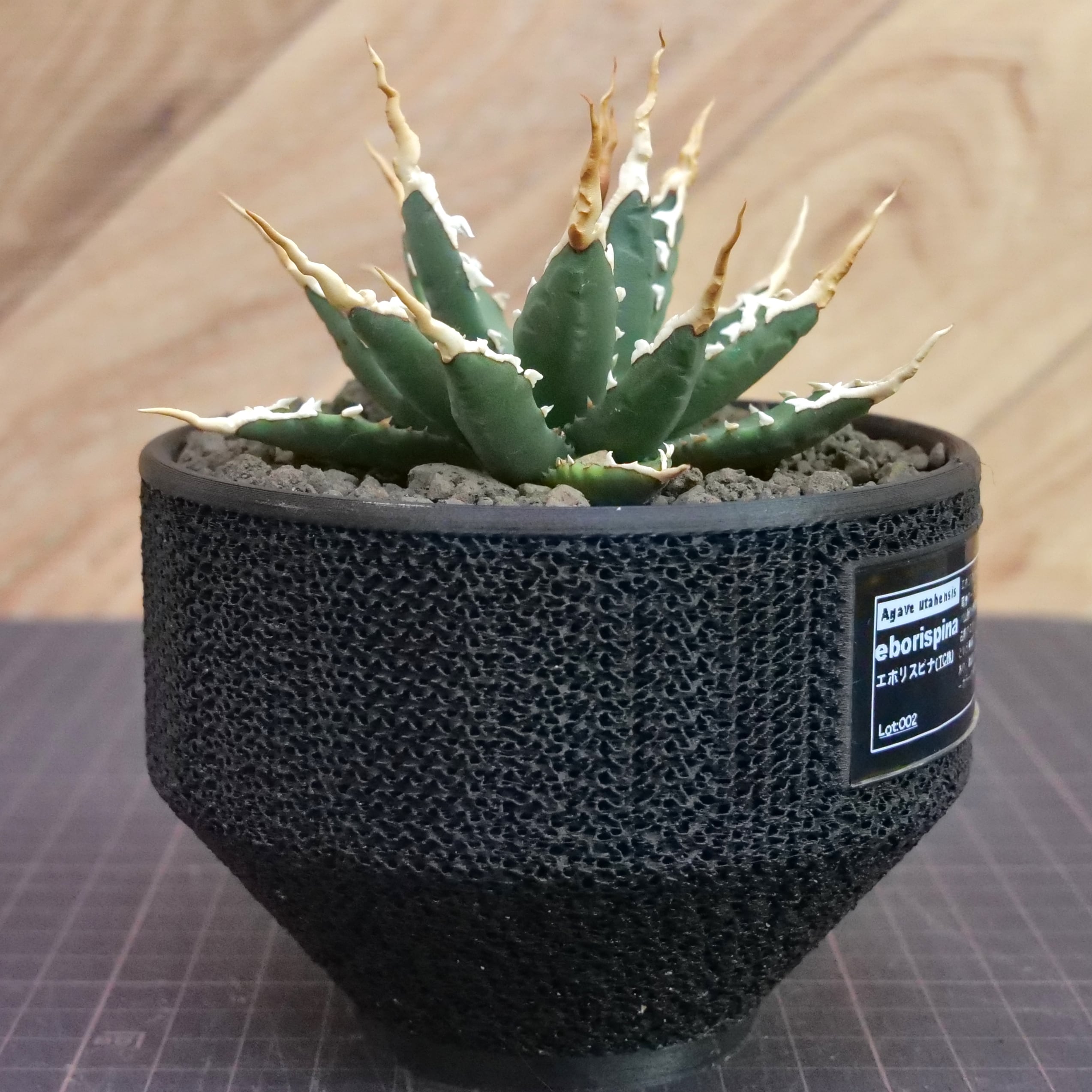 Agave utahensis eborispina アガベ エボリスピナ（実生3年） / 中株