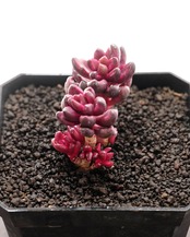 カット苗 フルフラセウム錦（チョコレート錦） 2本セット Sedum furfuraceum f.variegata
