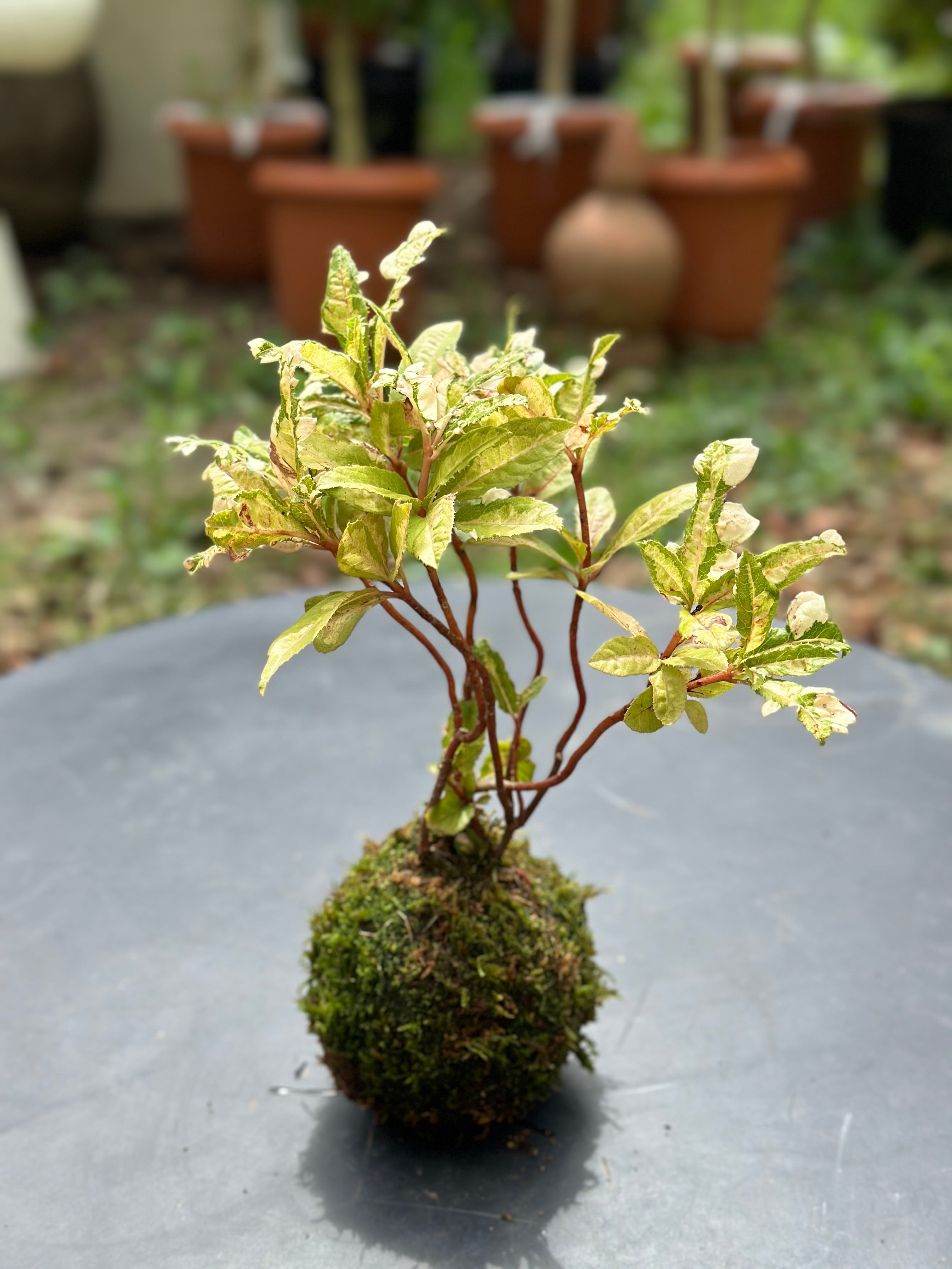 年4回 苔玉と和BONSAIの定期便 「苔ボン4」 | 花と植物のフラワー