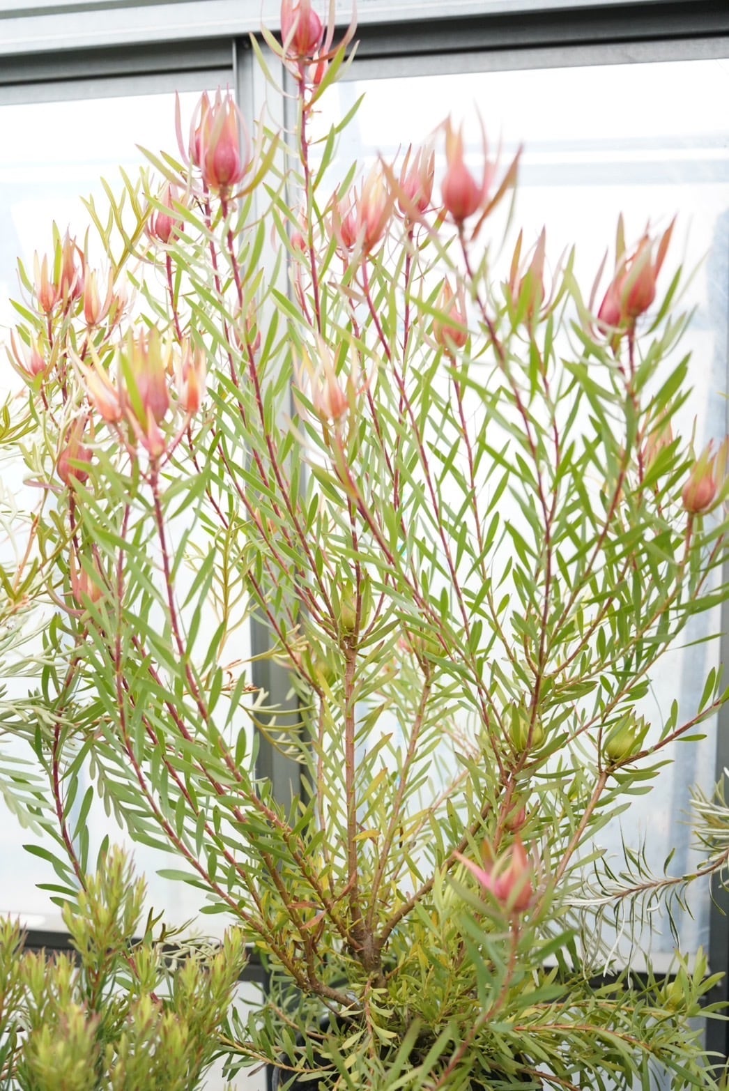 ︎  yai さま 専用 ︎ yai様専用 公式通販