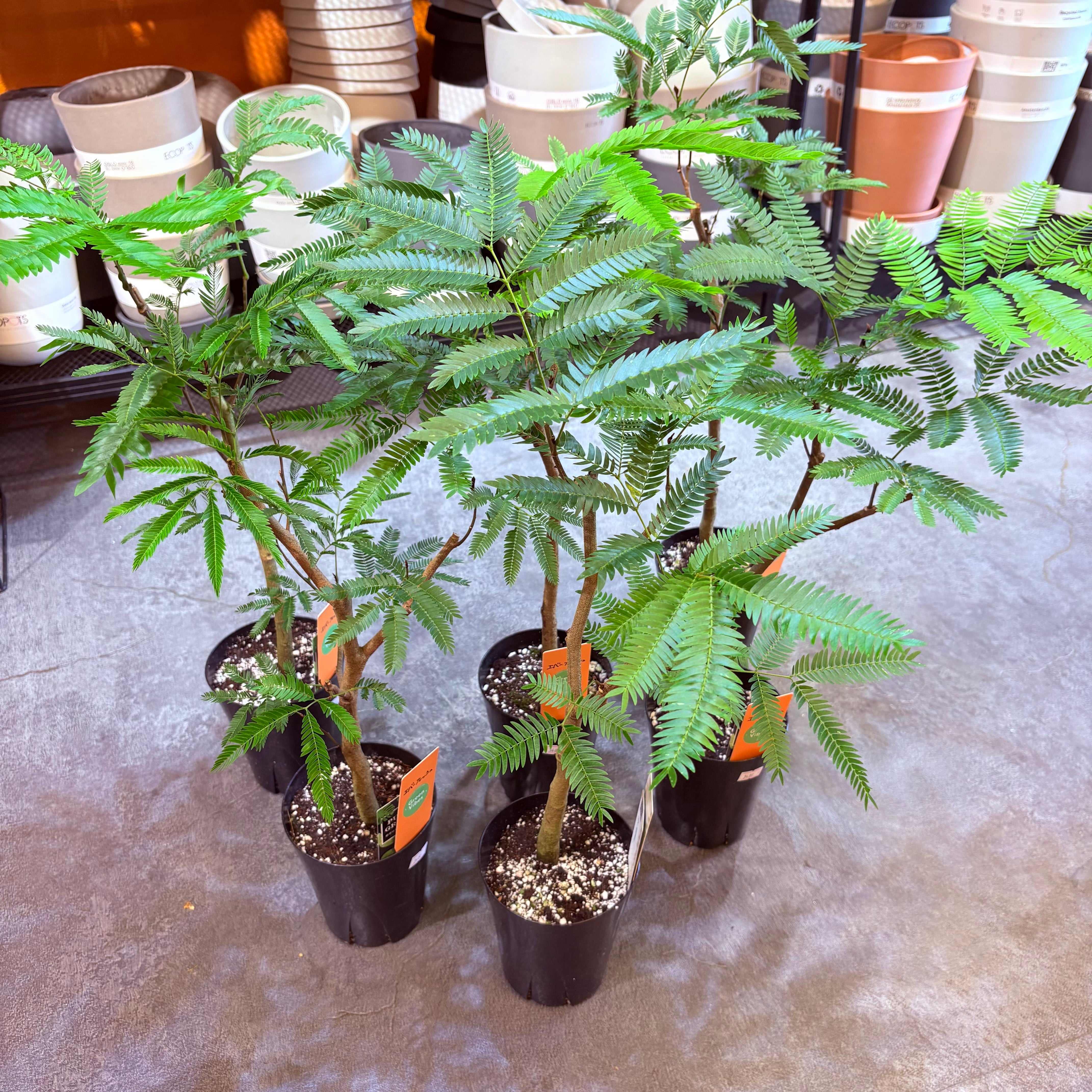 エバーフレッシュ 4号 | Green Vibes 宇都宮市の観葉植物専門店