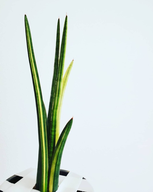 Sansevieria volkensii var.(ベアルート)   【artPLANTs】サンスベリア/サンセベリア