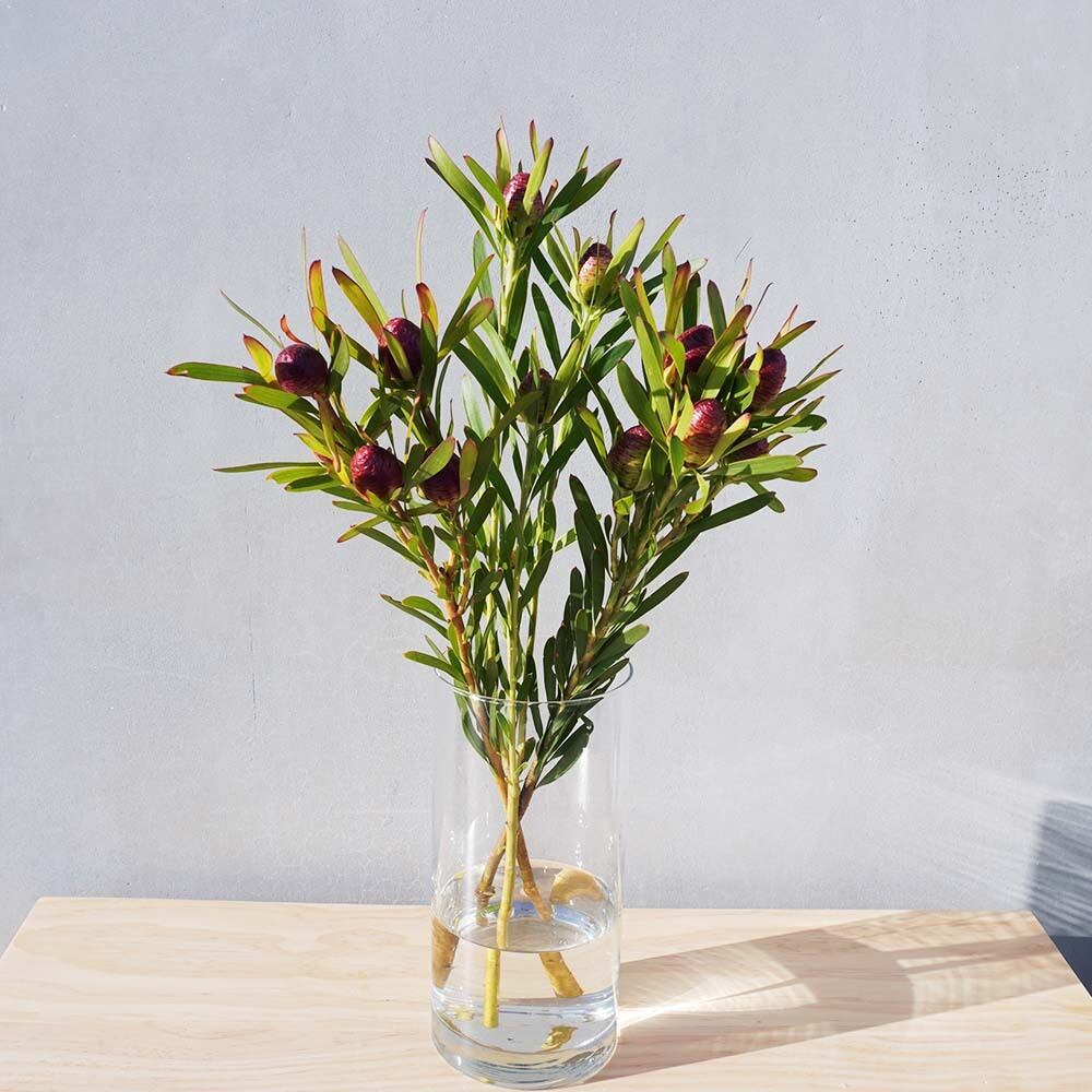 リューカデンドロン チェリーパール よいはな Yoihana 最高品質のお花をお届けするネット通販