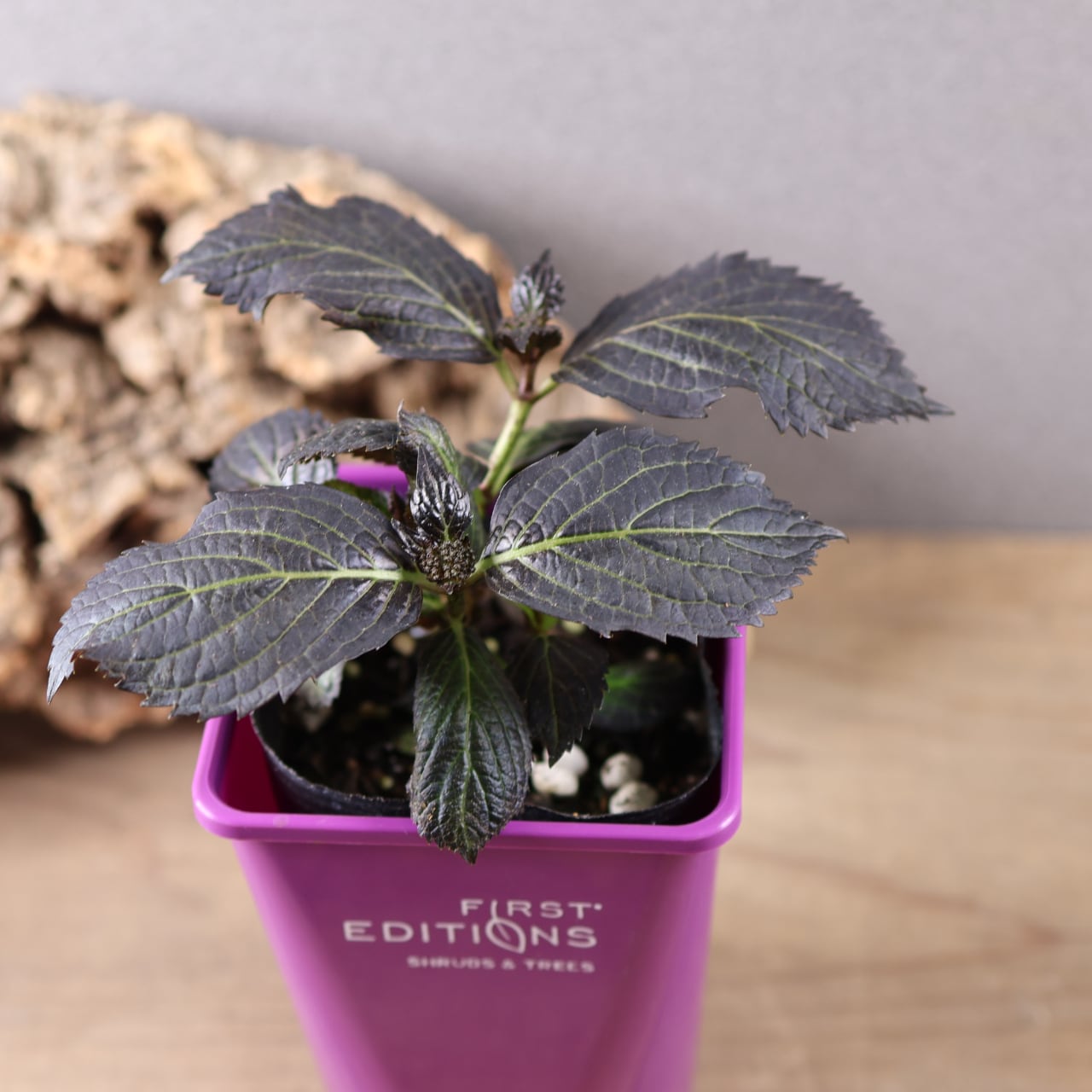 635『ハオルチア 三仙寿錦』観葉植物【送料無料】 | MARX PLANTS