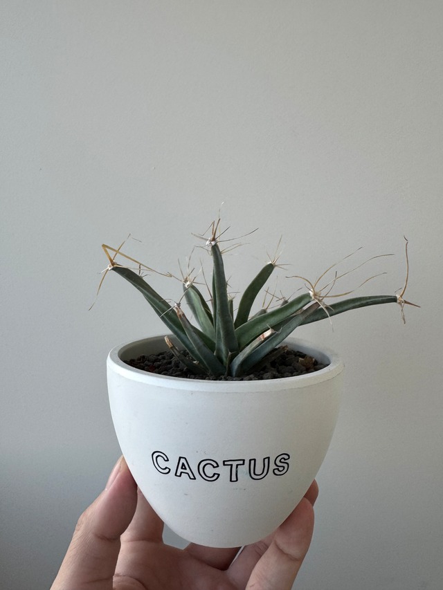【新着】Leuchtenbergia principis × 手描き風アート鉢【エリーランド】レウクテンベルギア プリンキピス 晃山