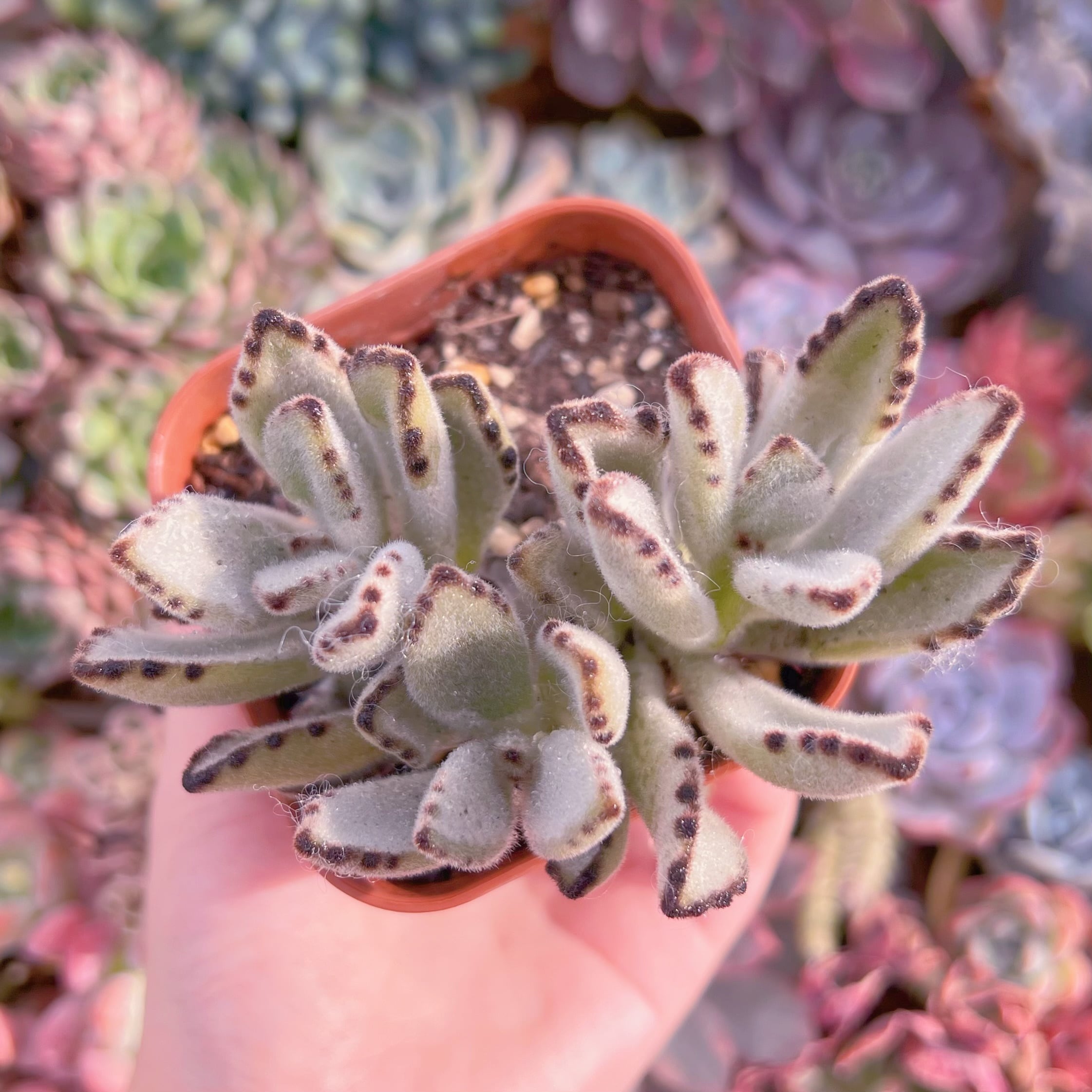 現品　月兎耳#A22　るる農園