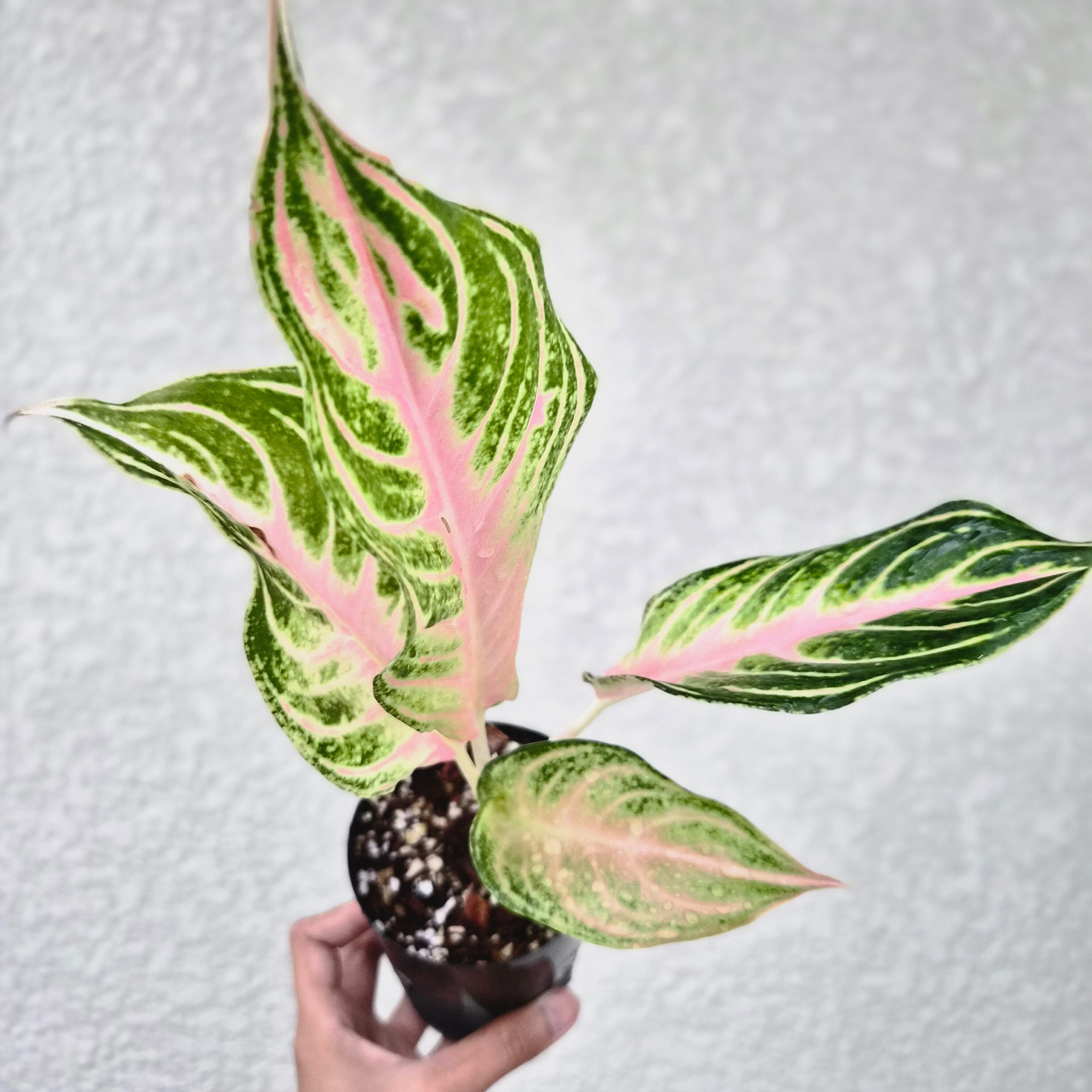 《Aglaonema Pink Panama 》アグラオネマ ピンクパナマ 観葉植物 /ポット発送
