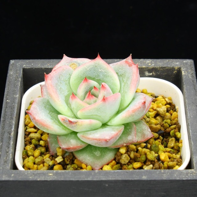 セクンダ　シチュ（選抜）02