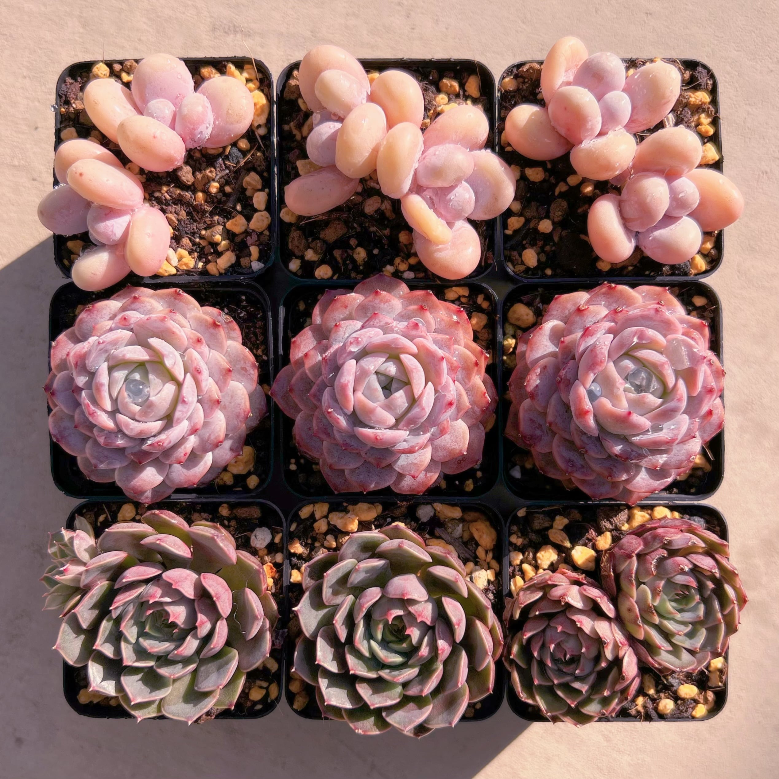 BASE販売会セット003