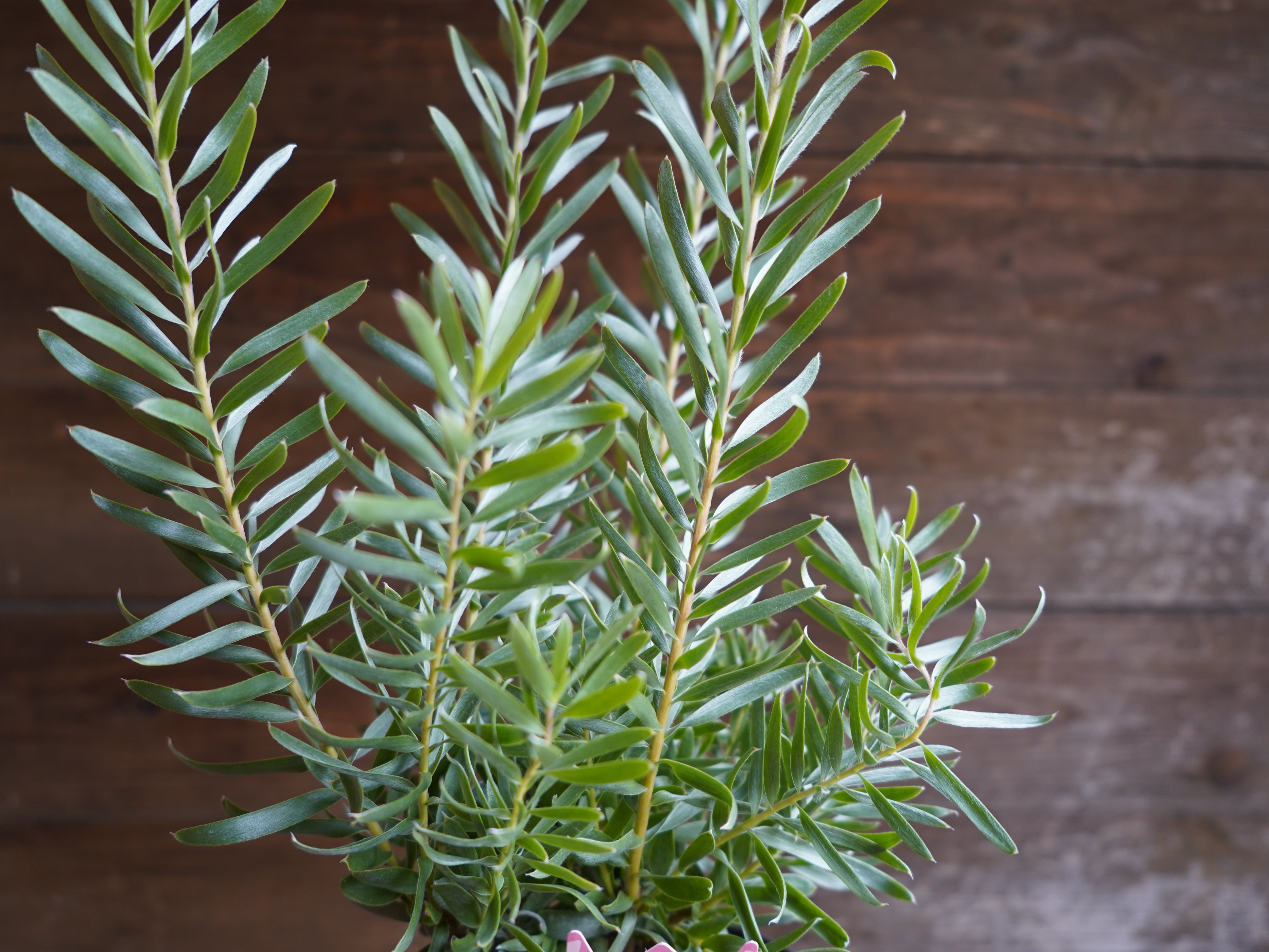 【現物】リューカデンドロン　”Gypsy Silver”